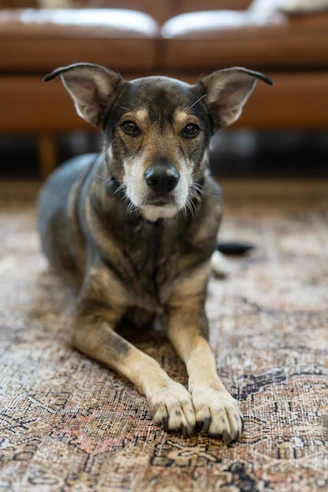 Best Eco-Friendly Carpet Cleaners for Pet Stain and everyday messes