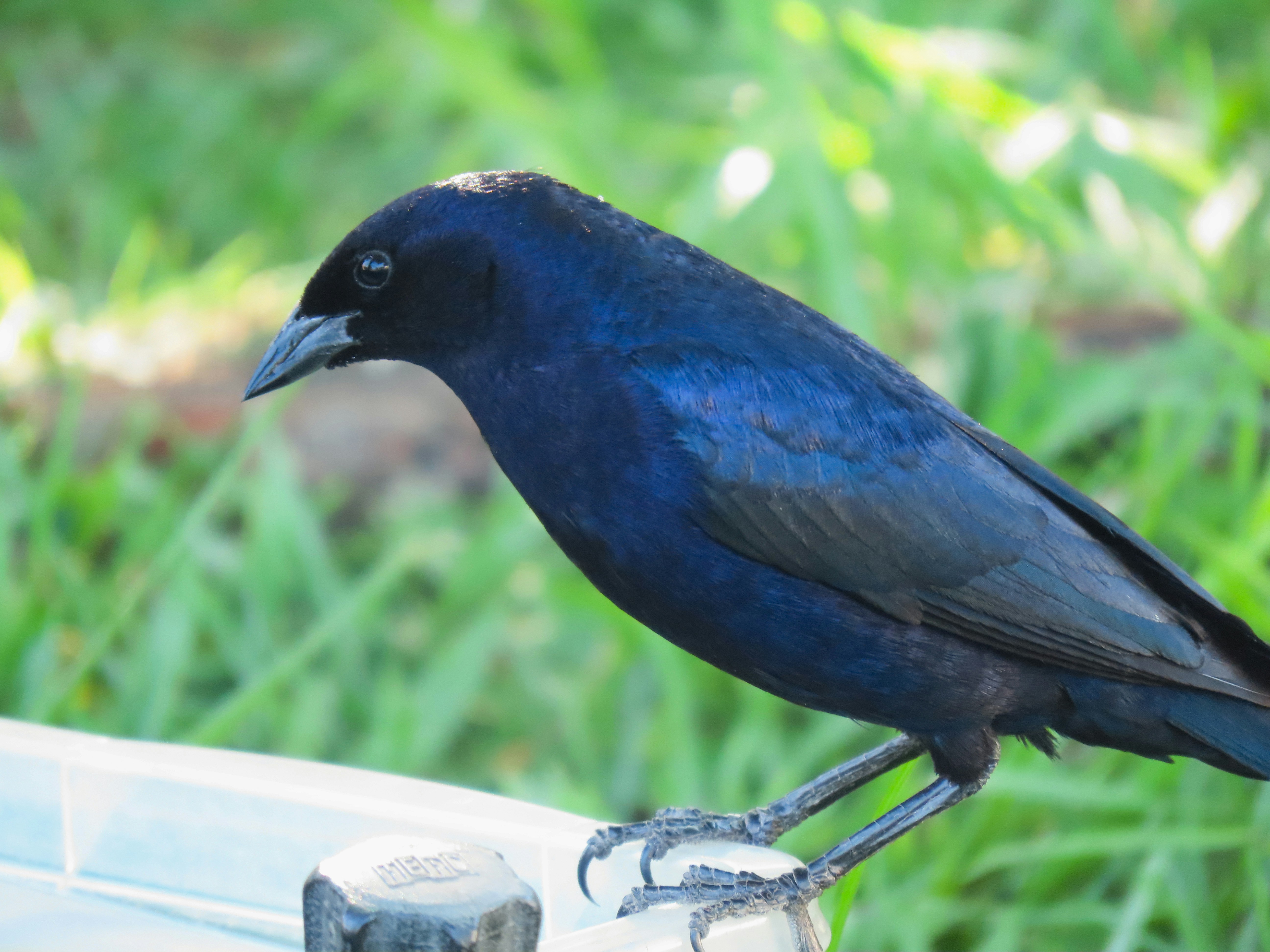 Photo by patricianicoloso