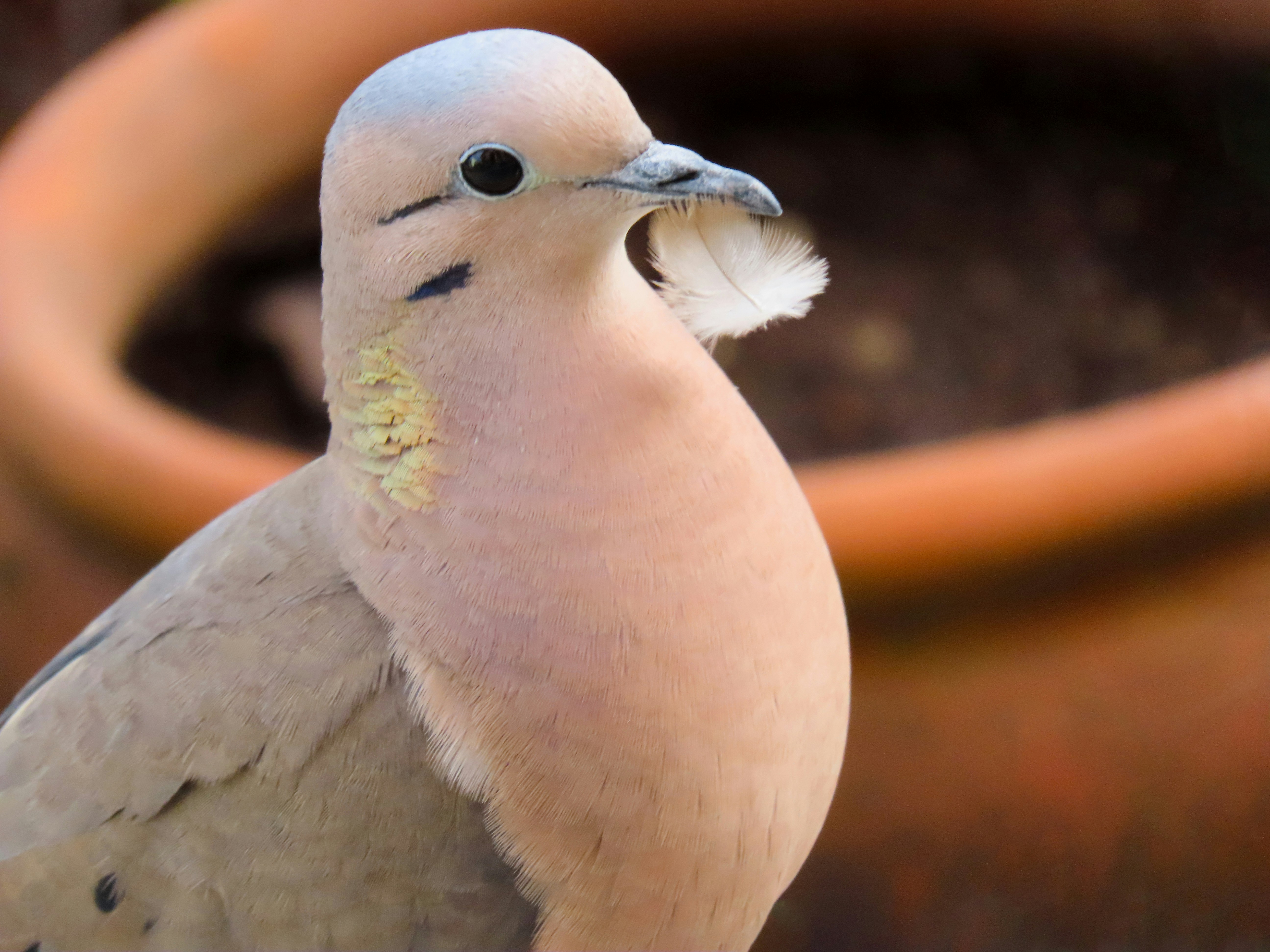 Photo by patricianicoloso