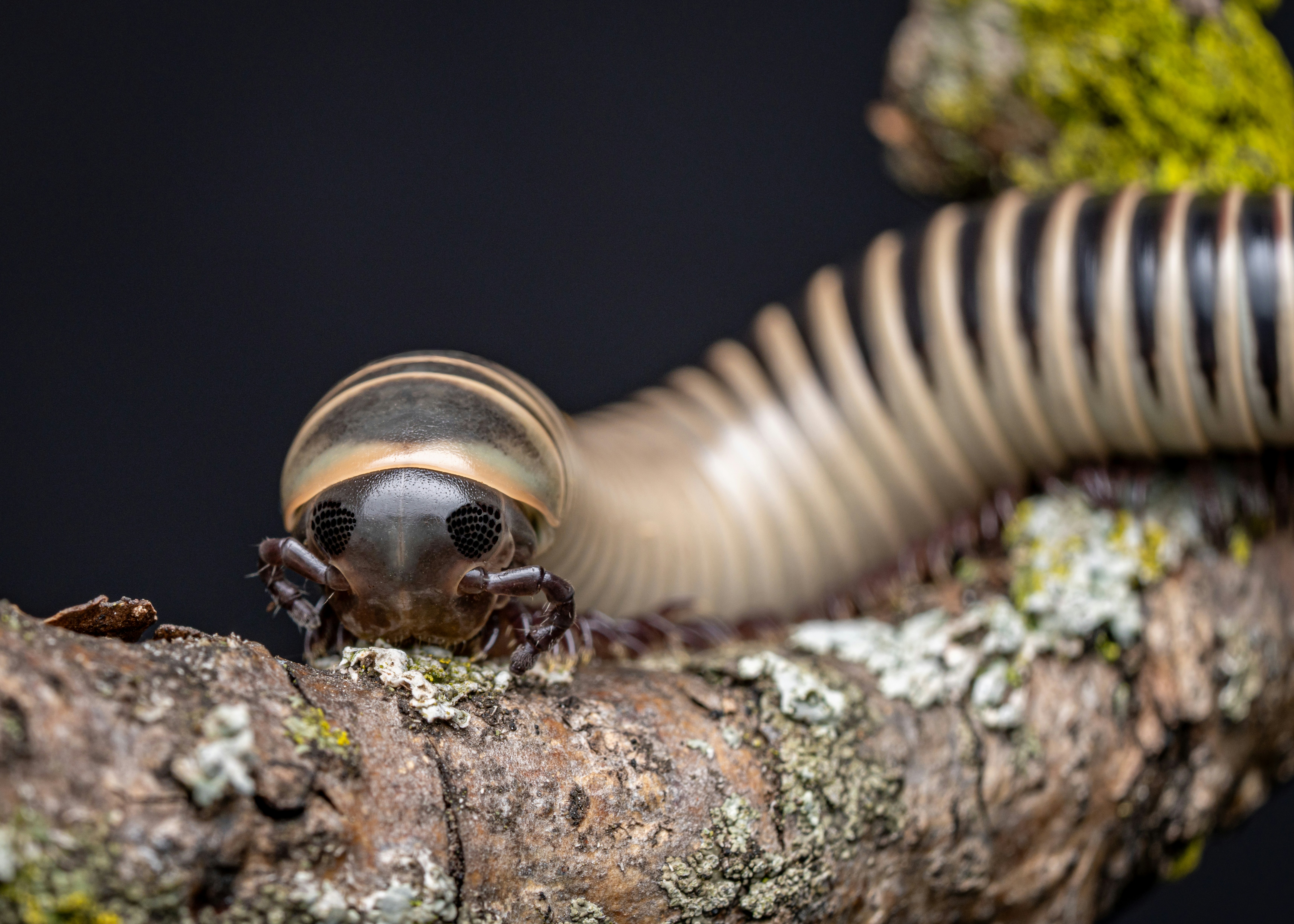 Um close up de um bug em um galho de árvore