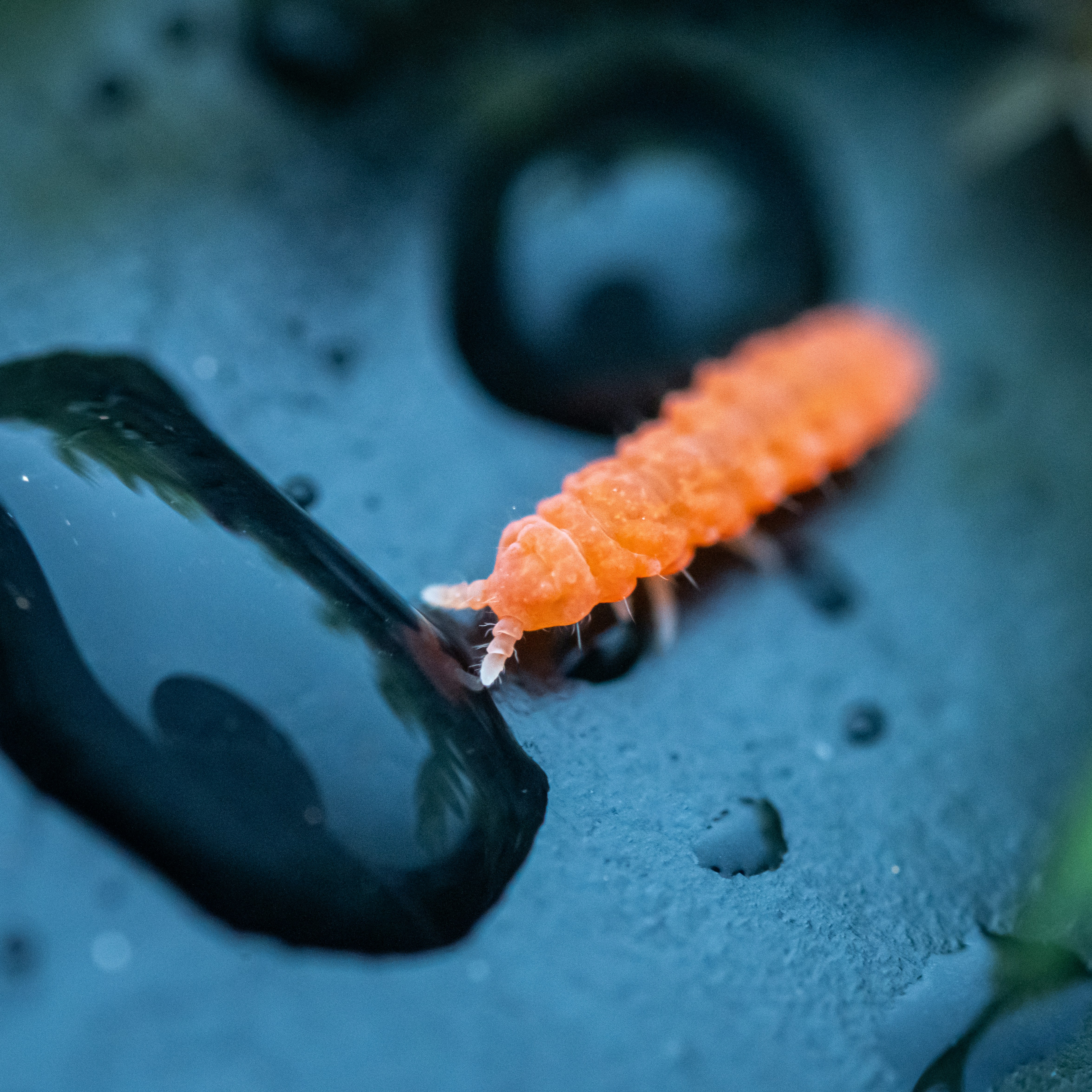 10 Springtail: Jumping Escape Artist (image credits: unsplash)