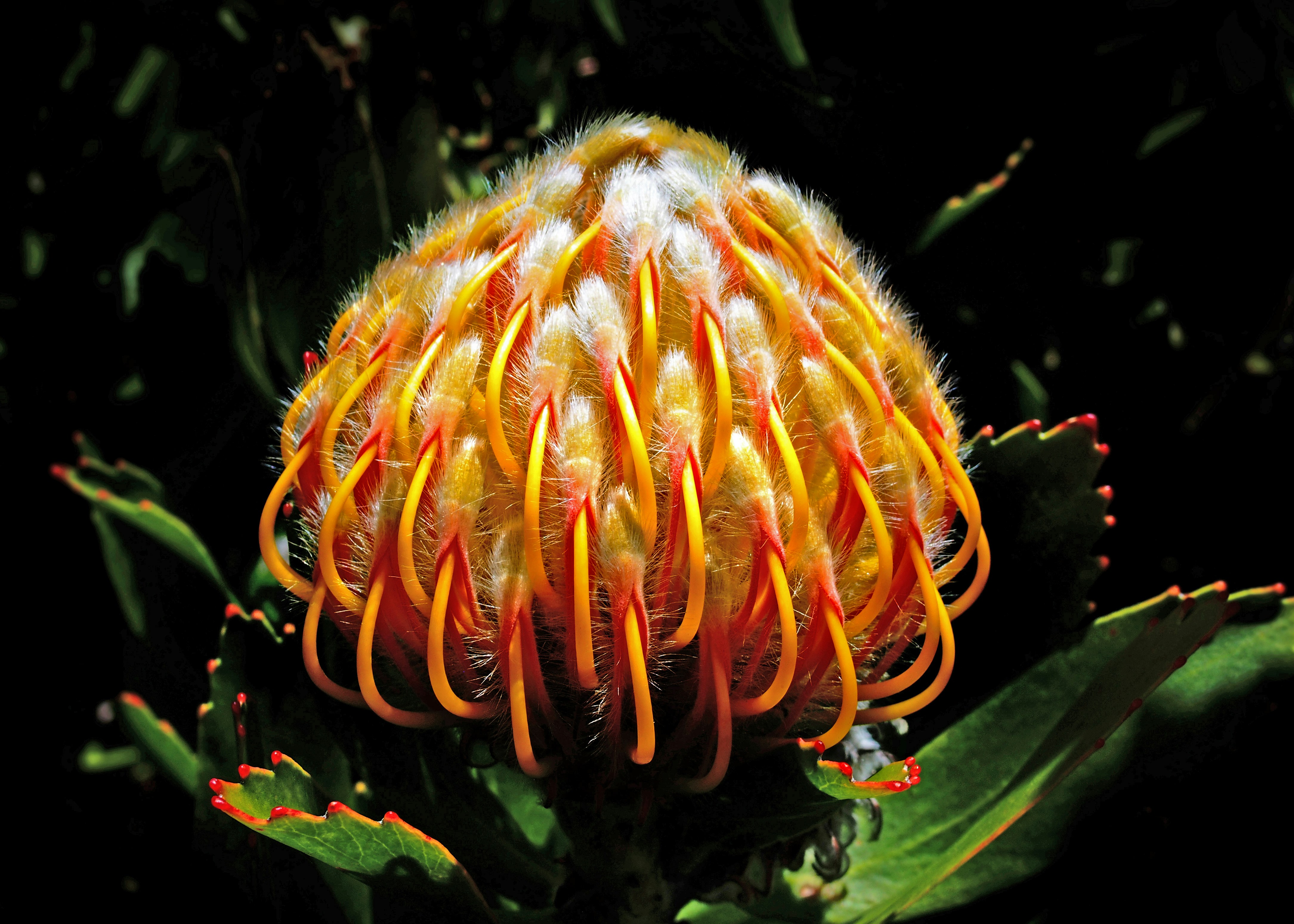 Photo by john_cardamone