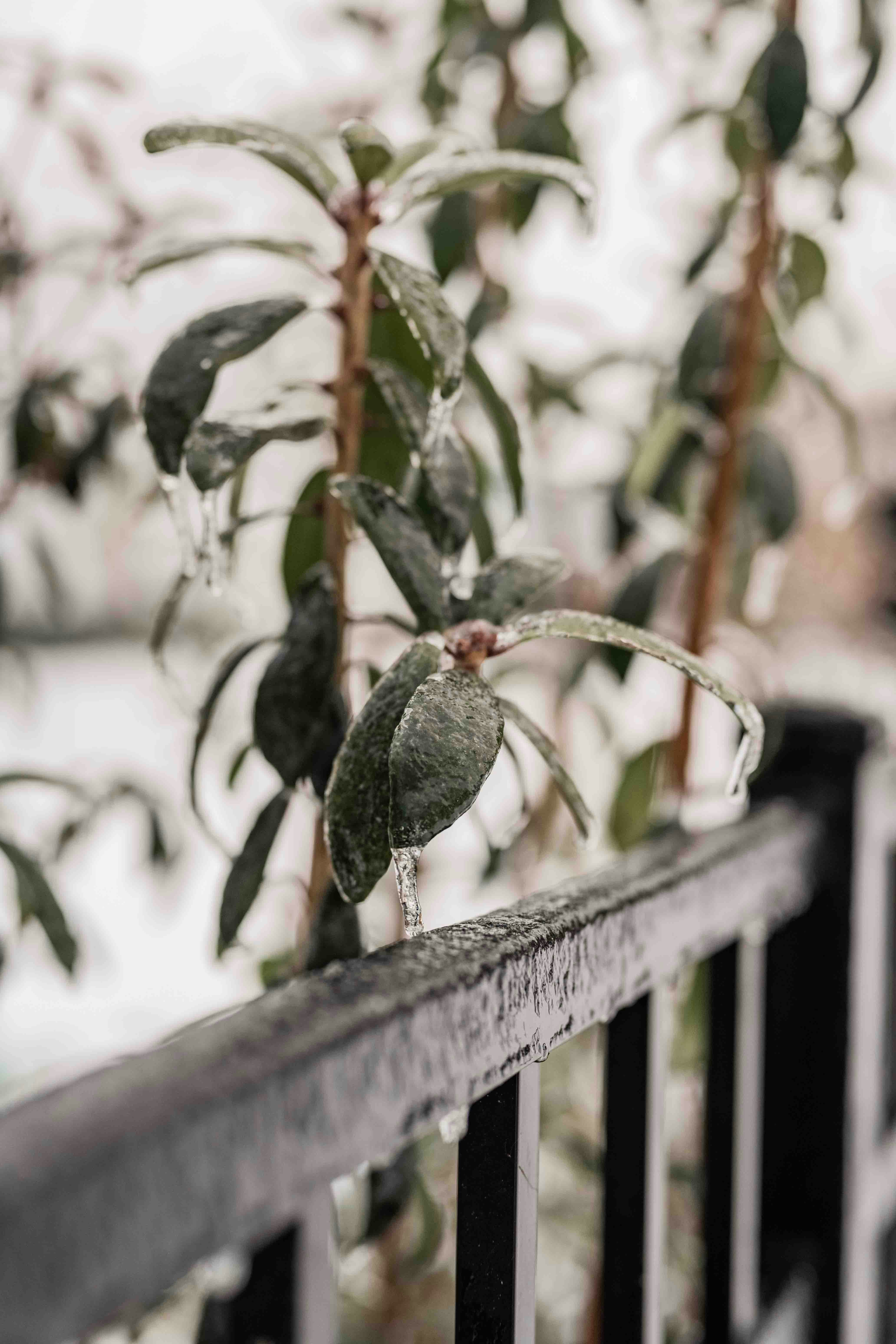 A plant that is sitting on a rail
