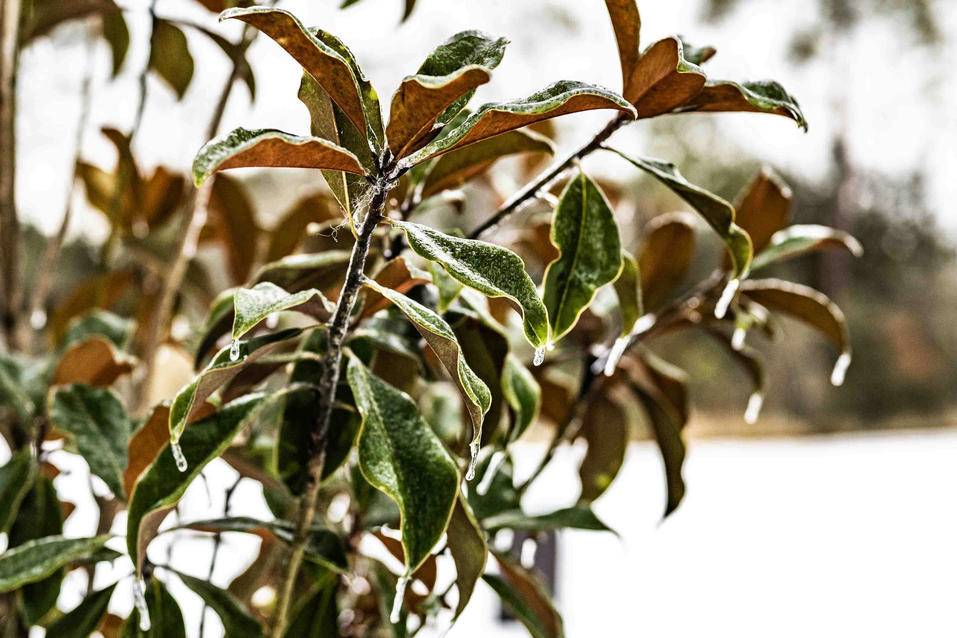 A close up of a plant with lots of leaves