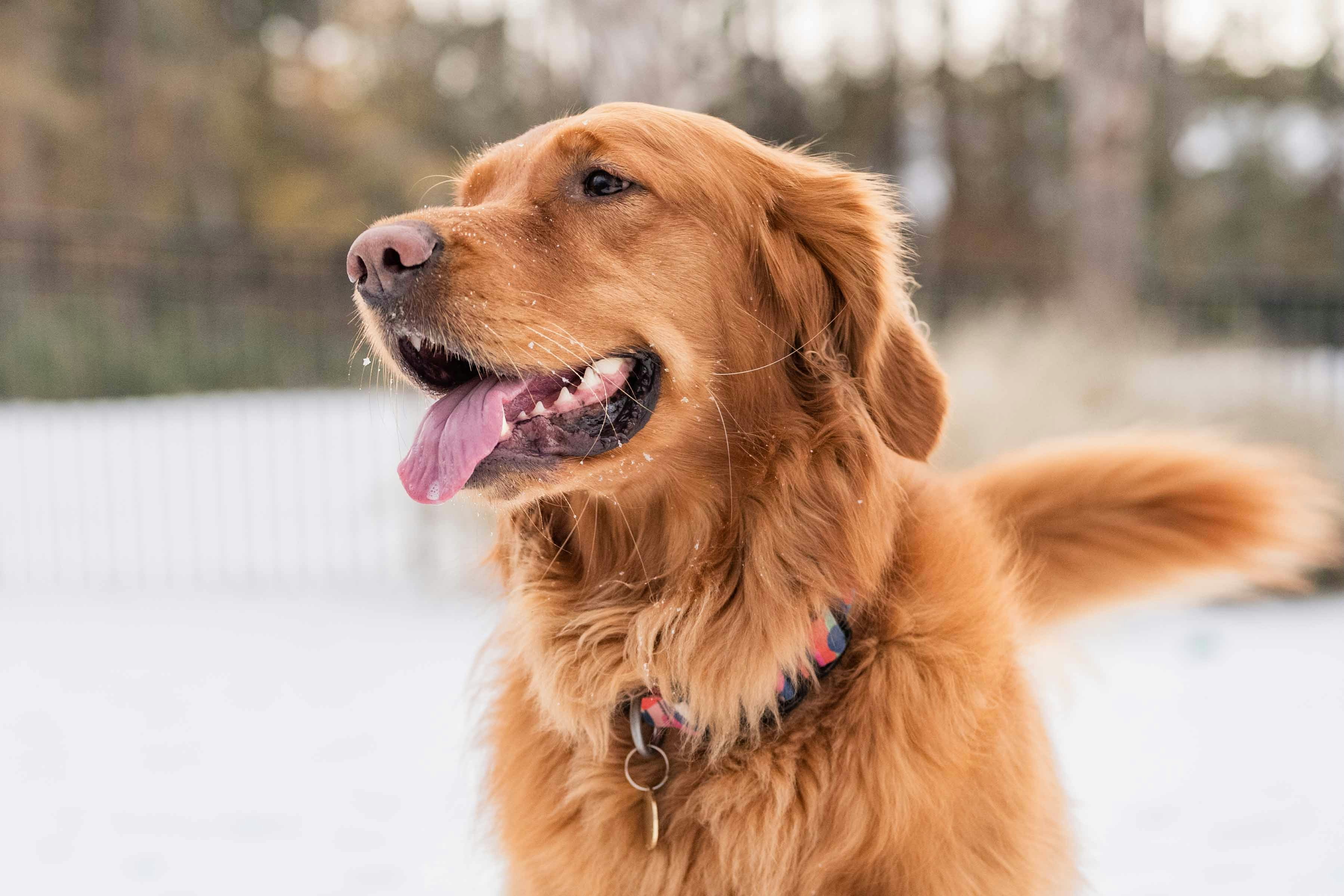 A golden retriever dog standing in the snow