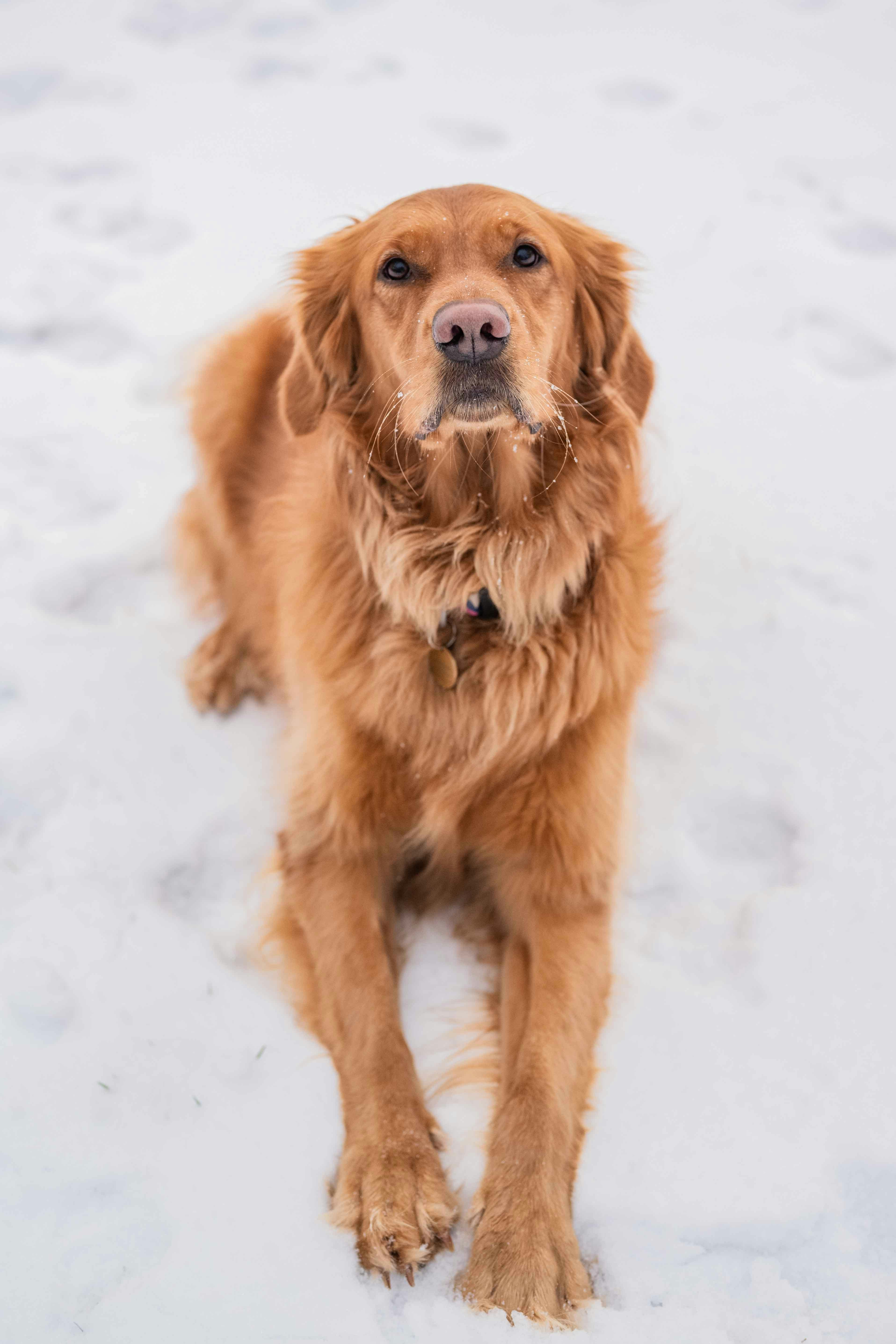 A large brown dog standing in the snow