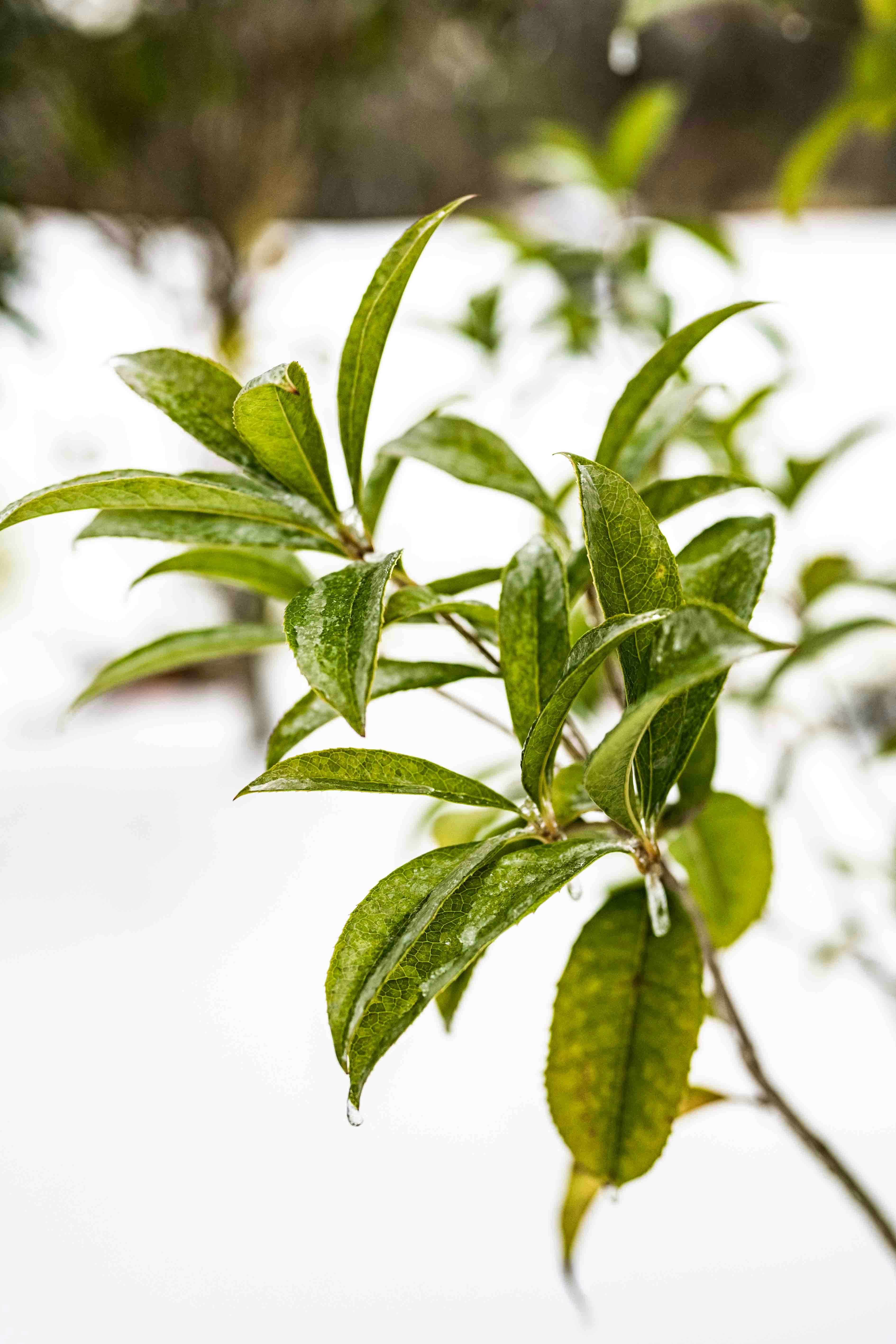 A plant with green leaves in the snow