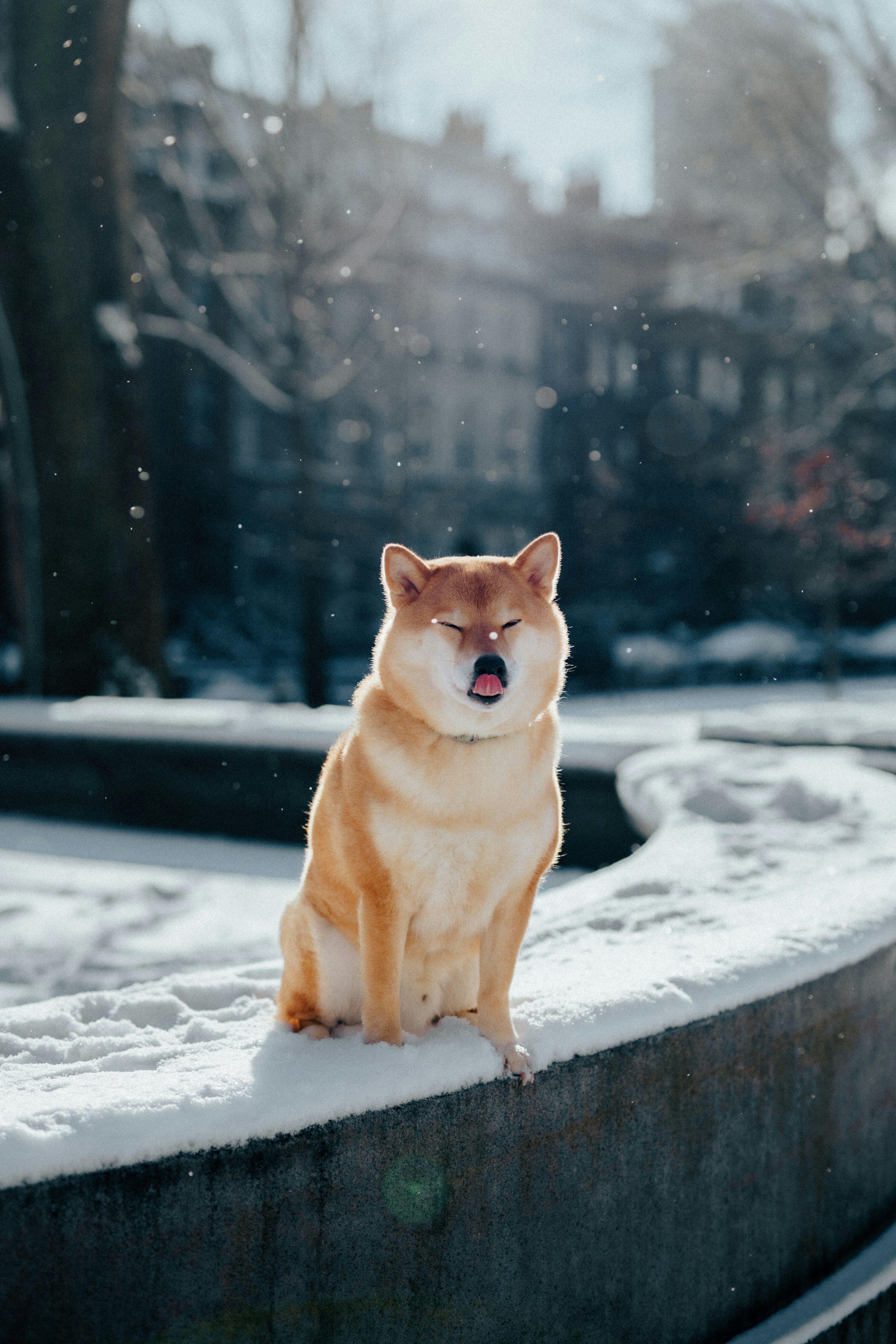 Un perro sentado en una cornisa en la nieve