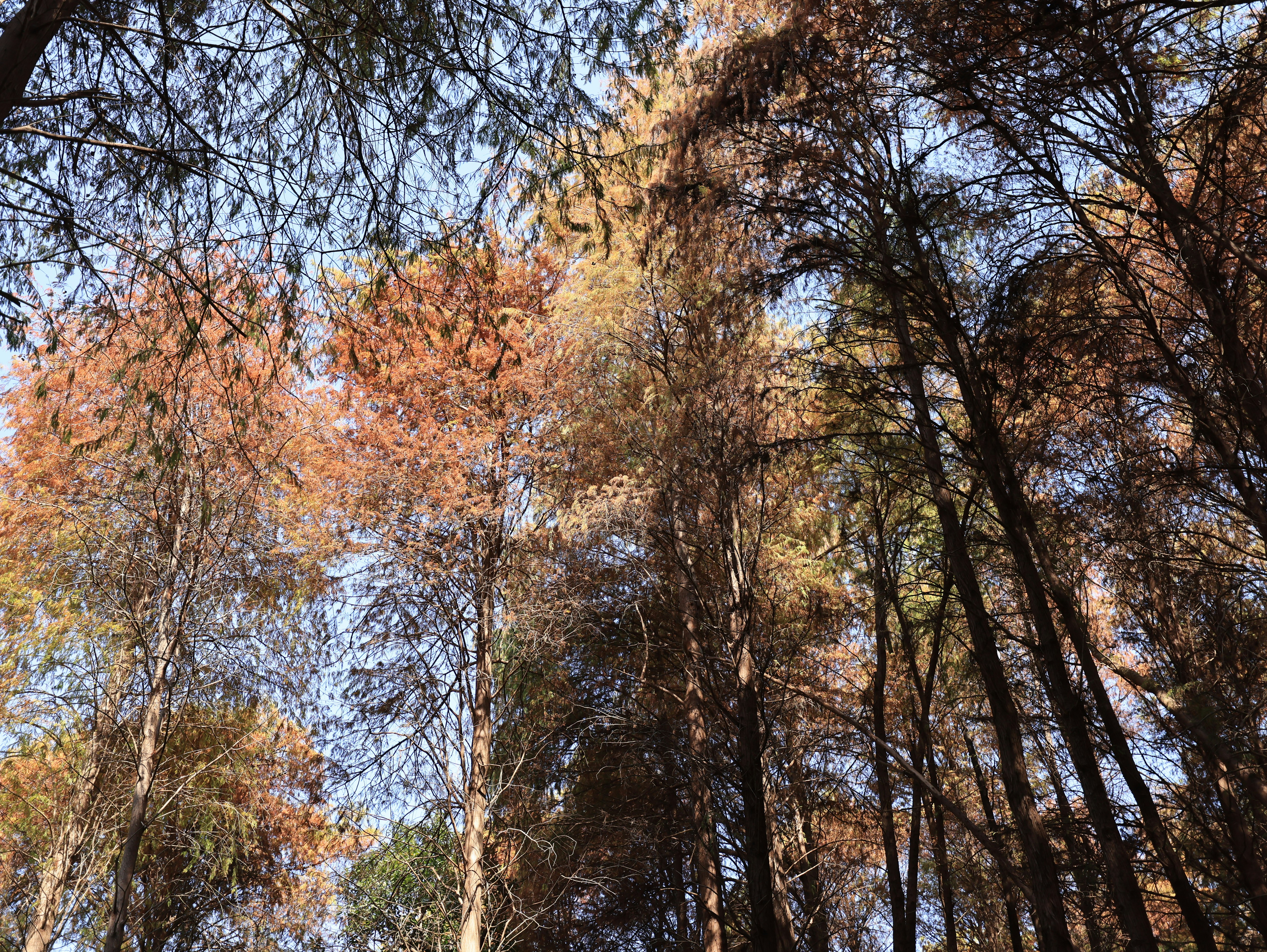 Photo by dickenslin76