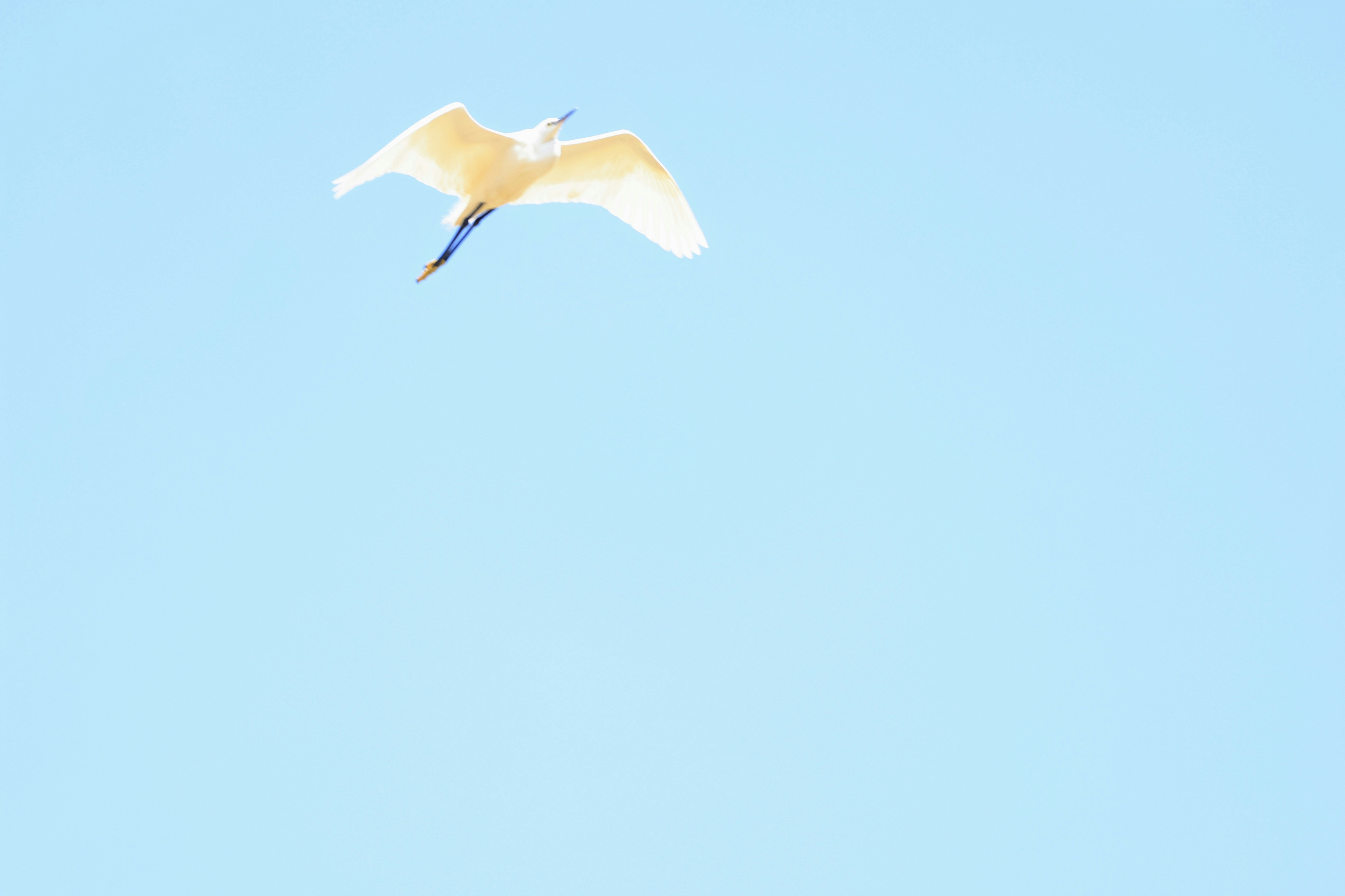 Photo by dickenslin76