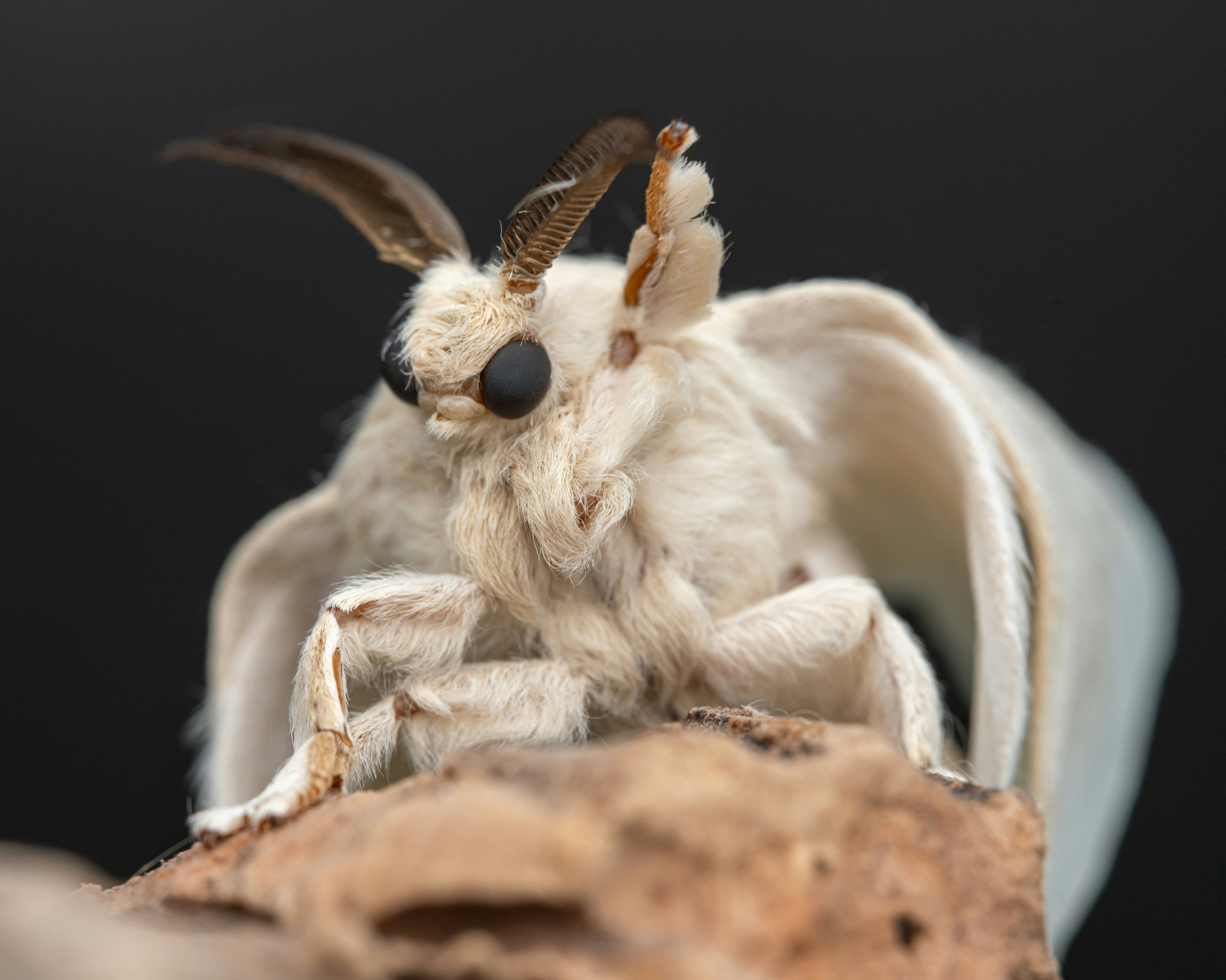 A close up of a bug on a rock