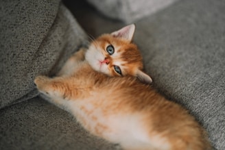 An orange cat laying on its back on a couch