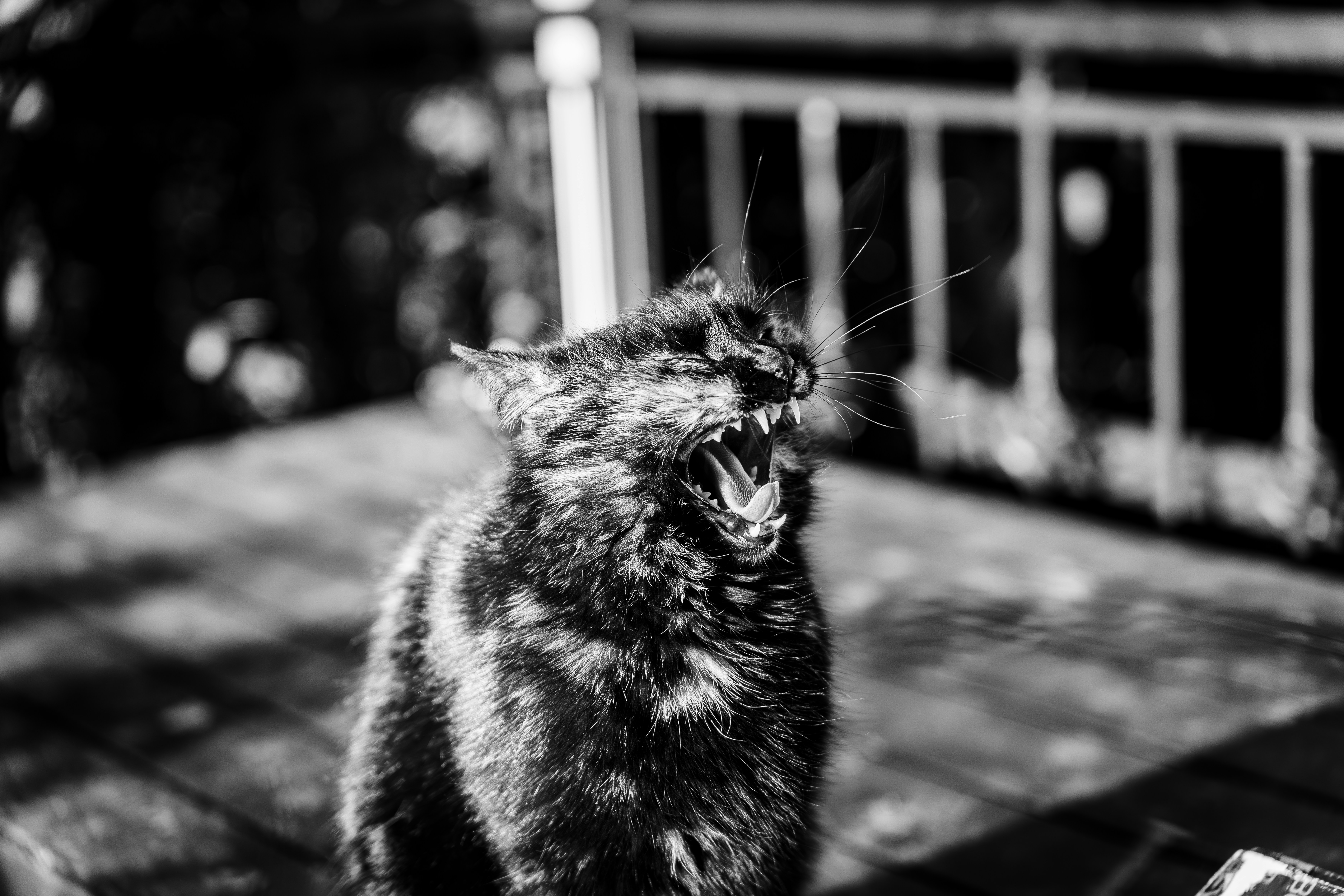 Stunning pet portrait artwork