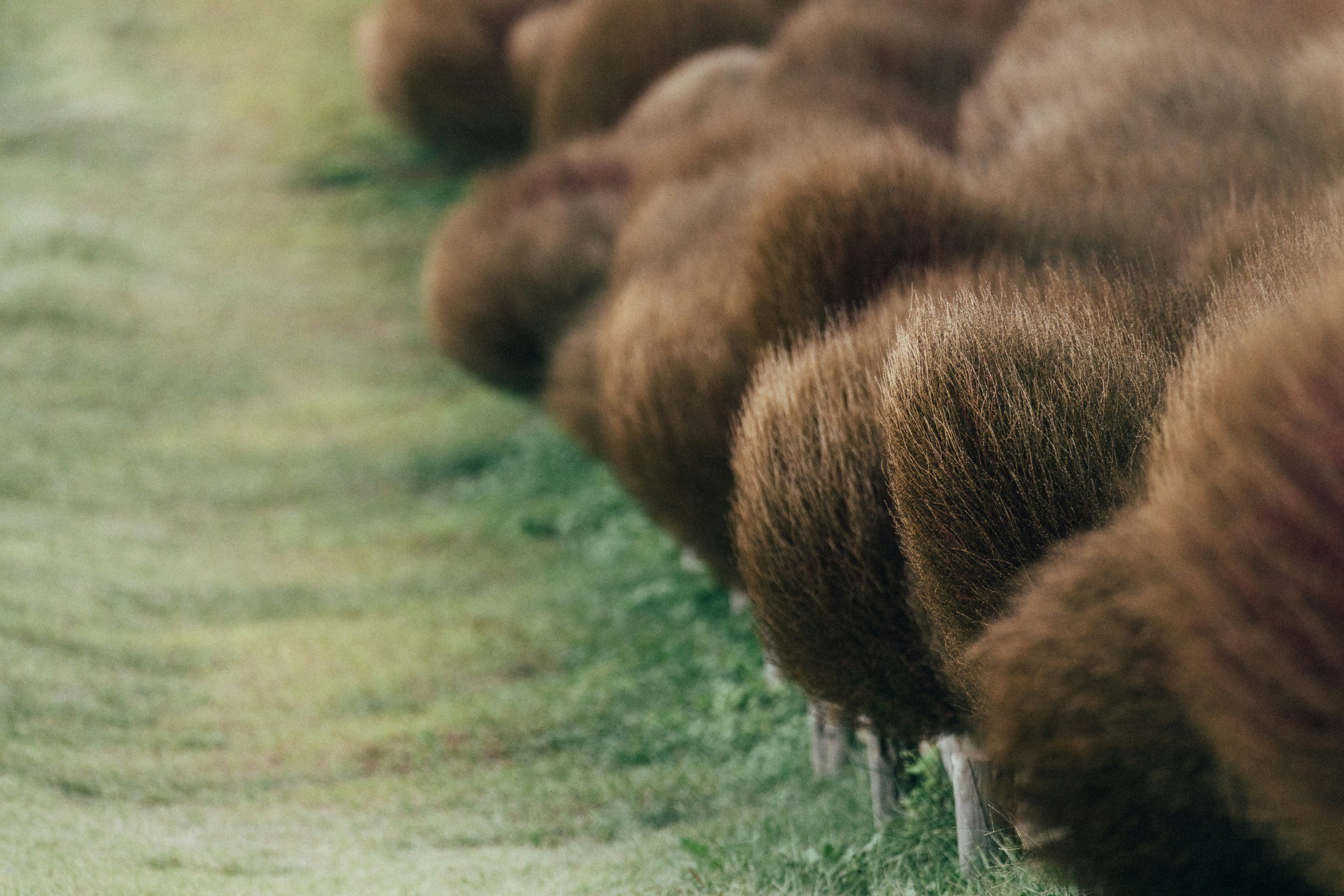 A herd of sheep walking down a grass covered road photo – Free Japan ...
