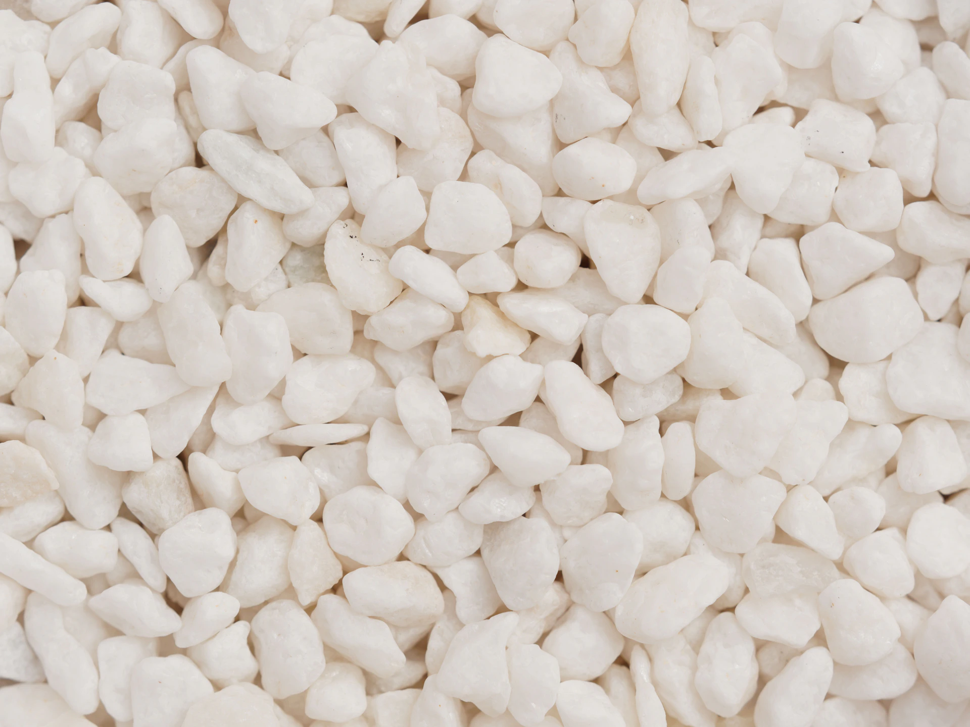 A close up of a pile of white beans