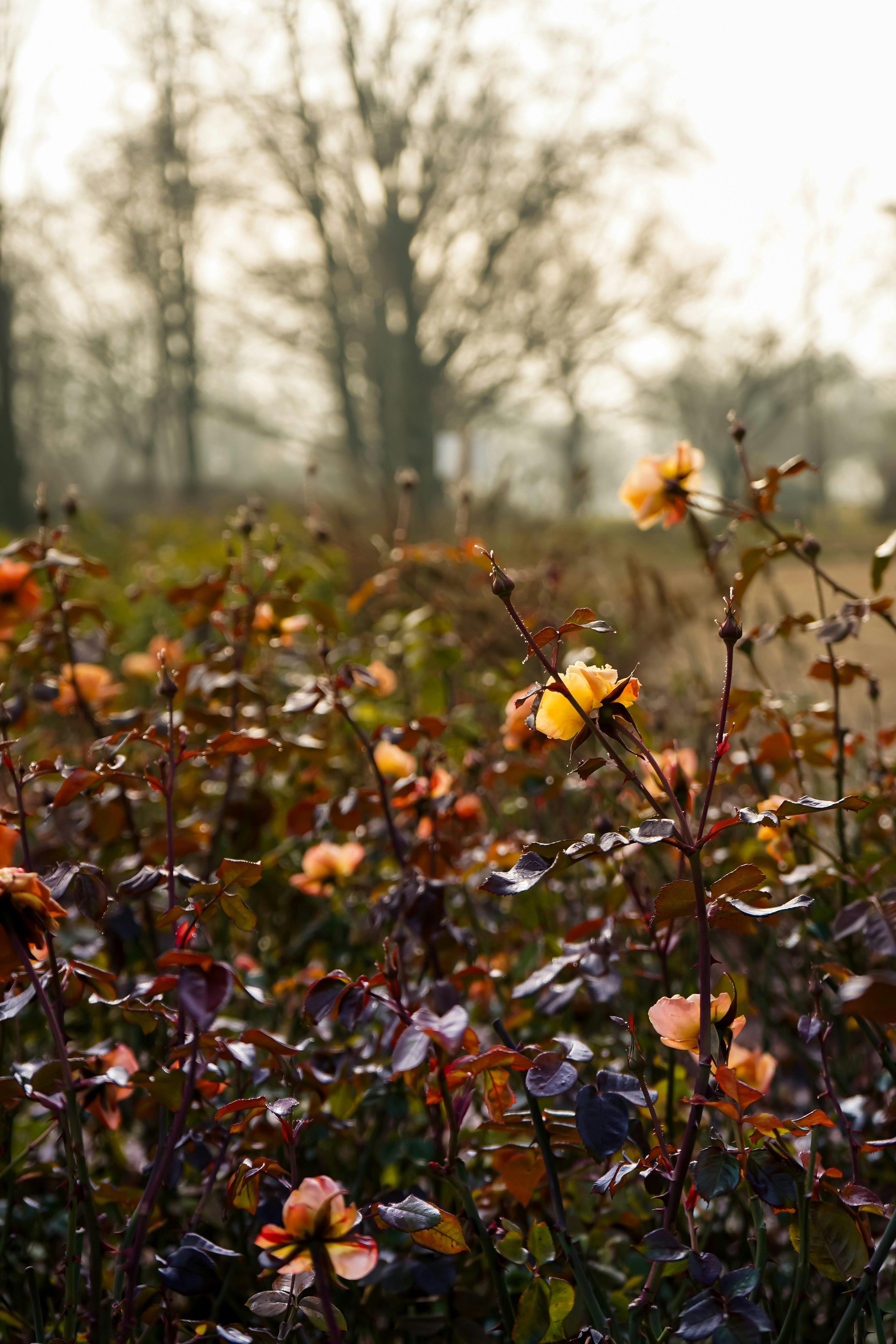 Ein Blumenfeld mit Bäumen im Hintergrund
