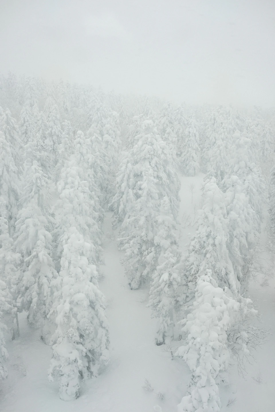 The image depicts a serene winter landscape with snow-covered trees and bushes, creating a tranquil atmosphere. The perspective is from above, providing an expansive view of the scene below. The sky overhead is overcast, casting a soft light on the snowy terrain. The ground is blanketed in white, with patches of grass peeking through the snow. The image conveys a sense of solitude and peacefulness, as if time has come to a halt amidst nature's beauty.

The trees are densely packed together, their branches heavy with fresh snowfall. Some of them have lost most of their leaves, while others still retain some foliage. The bushes, too, are covered in snow, adding to the wintry ambiance. The image is devoid of any human presence or activity, emphasizing the tranquility and isolation of this snowy landscape.