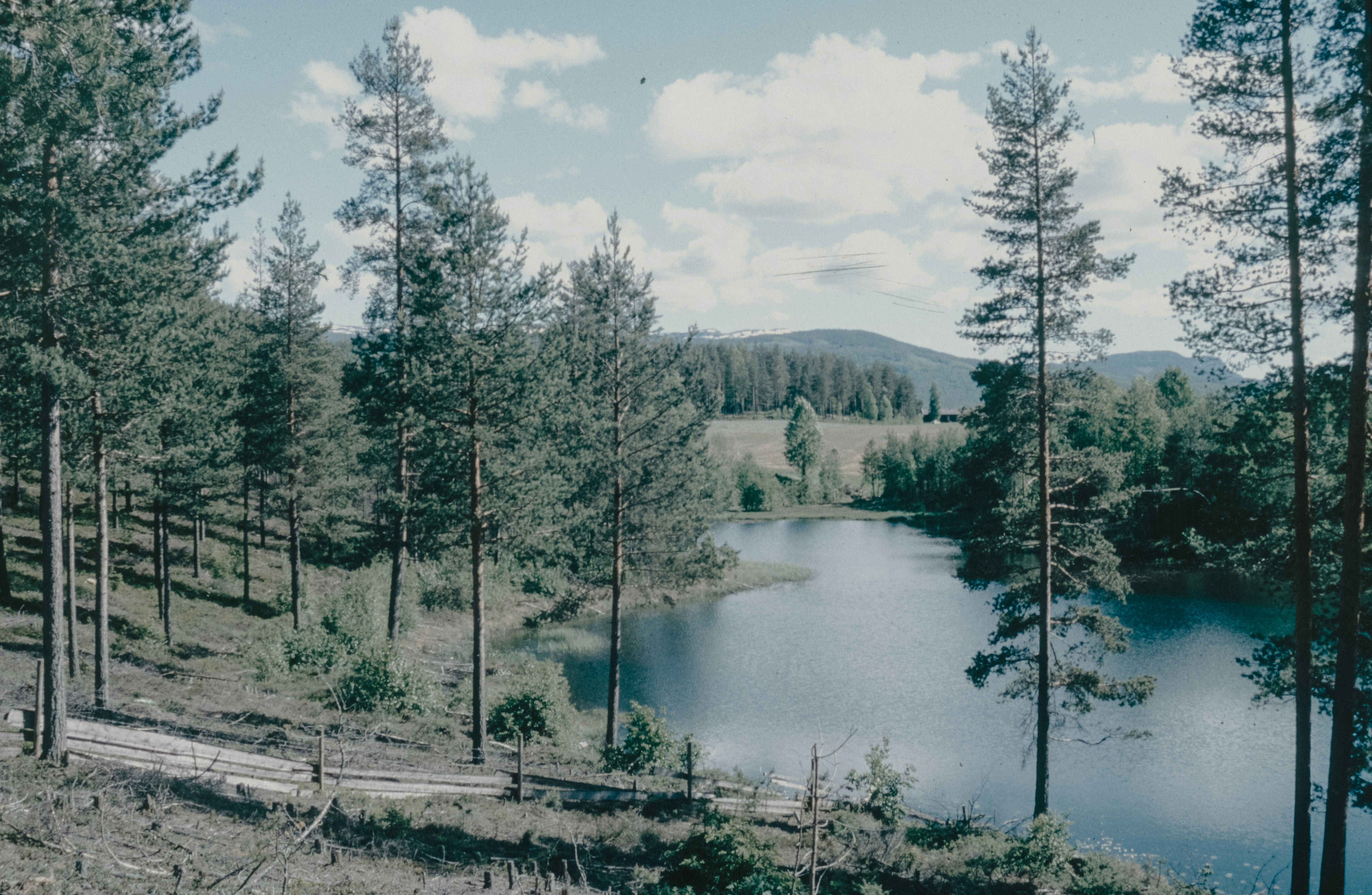 A lake surrounded by trees on a sunny day