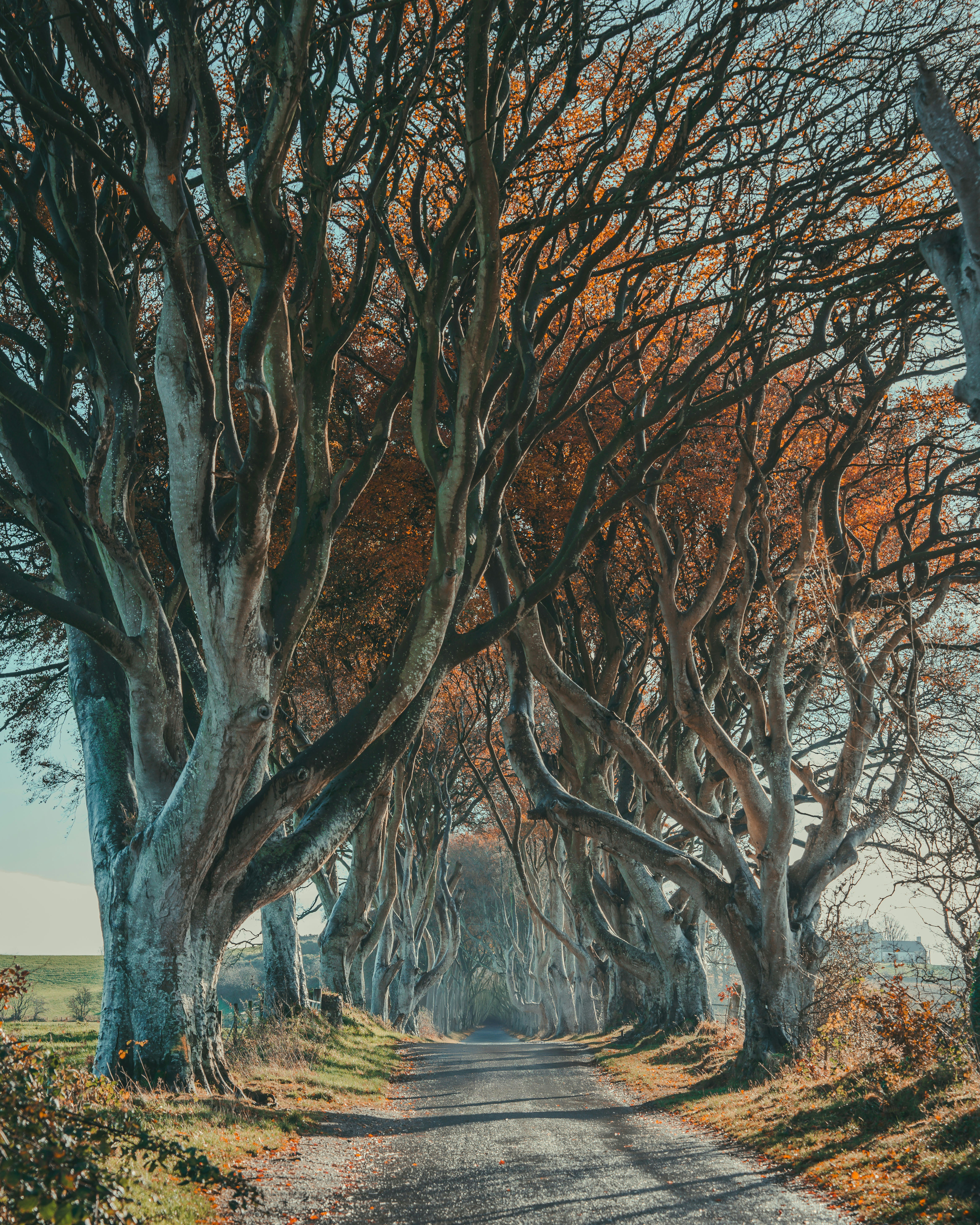 A painting of a road lined with trees
