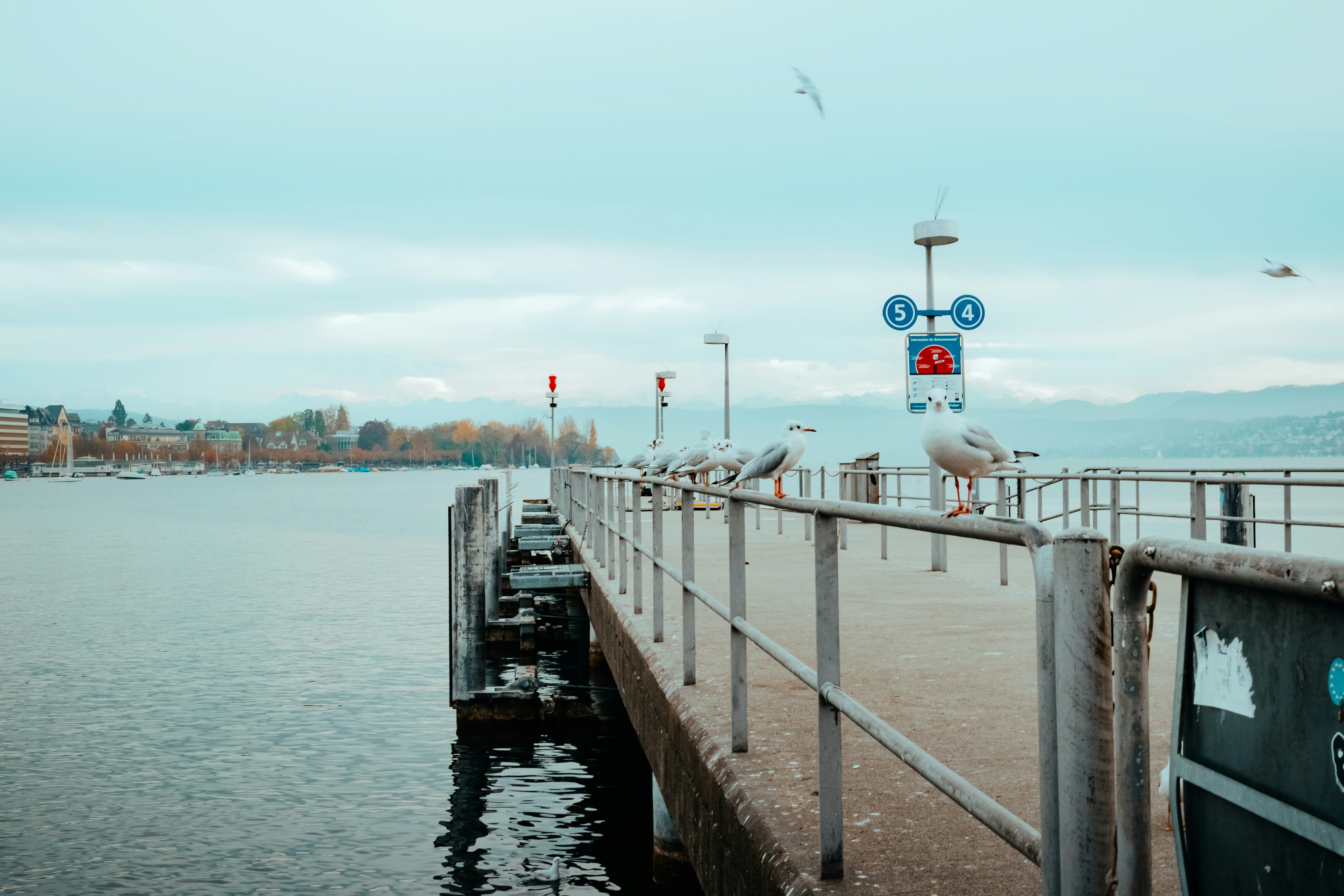 A pier with birds sitting on it next to a body of water