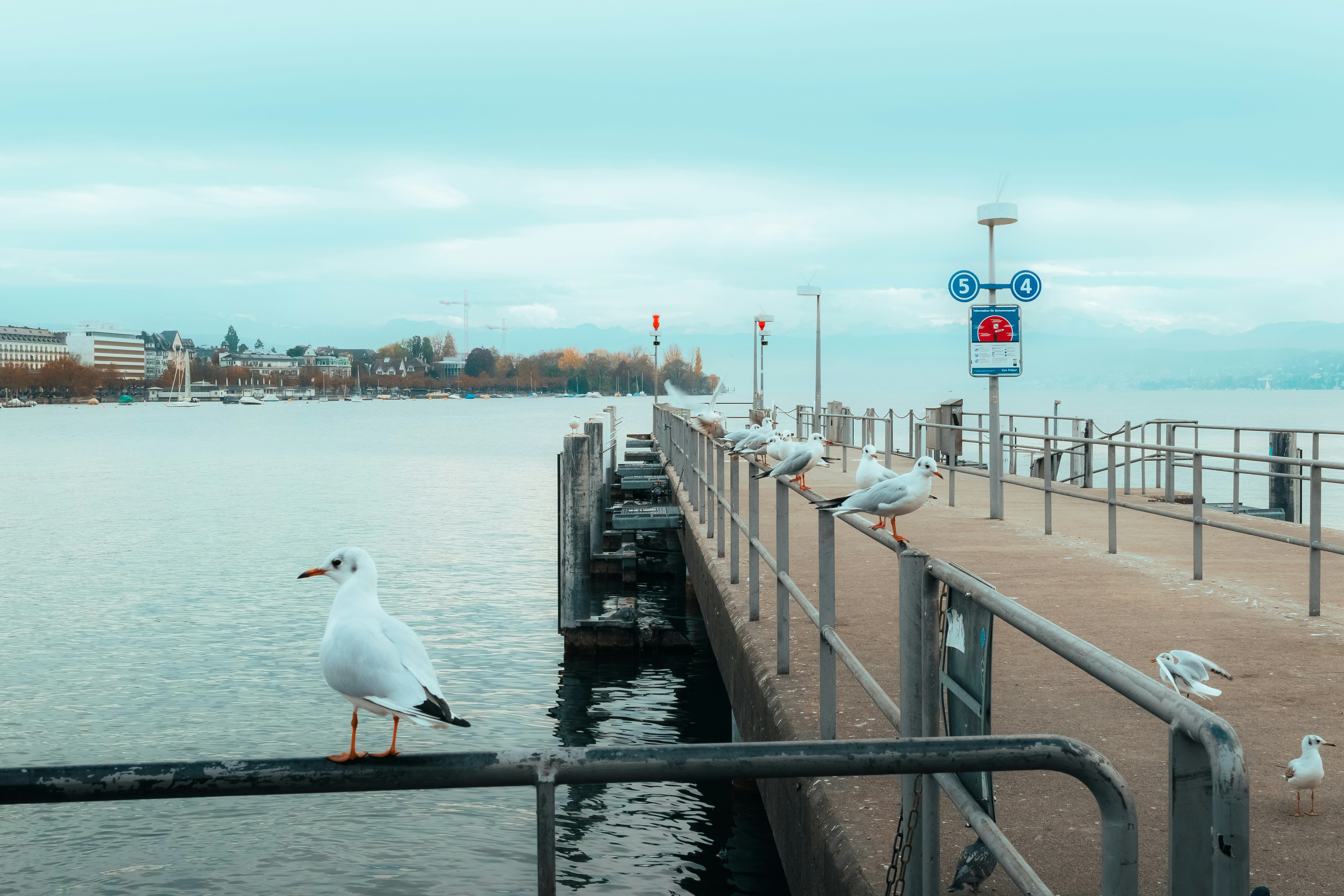 A flock of seagulls sitting on a pier next to the ocean