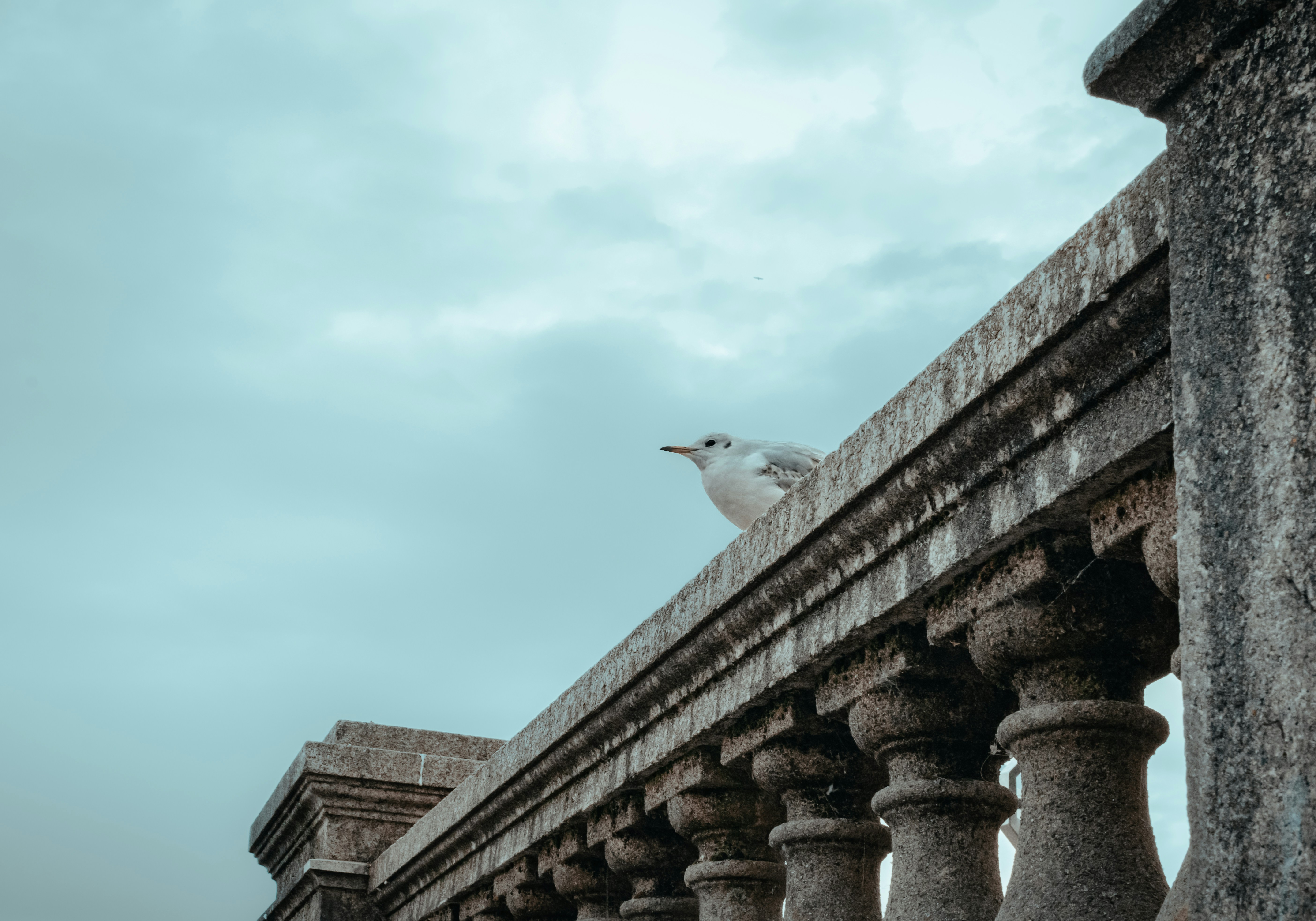A seagull is sitting on the ledge of a building