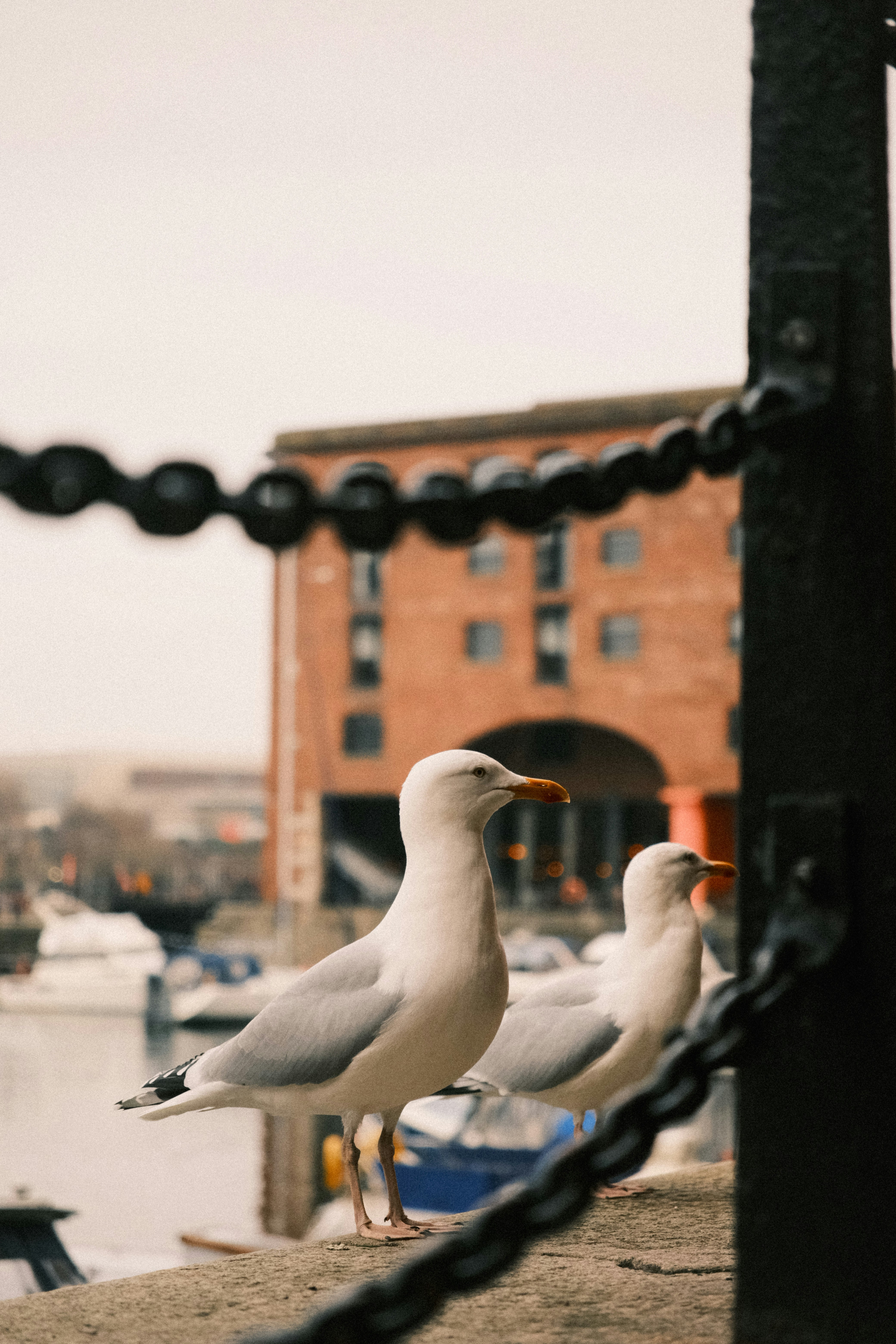 Two seagulls sitting on a dock next to a body of water