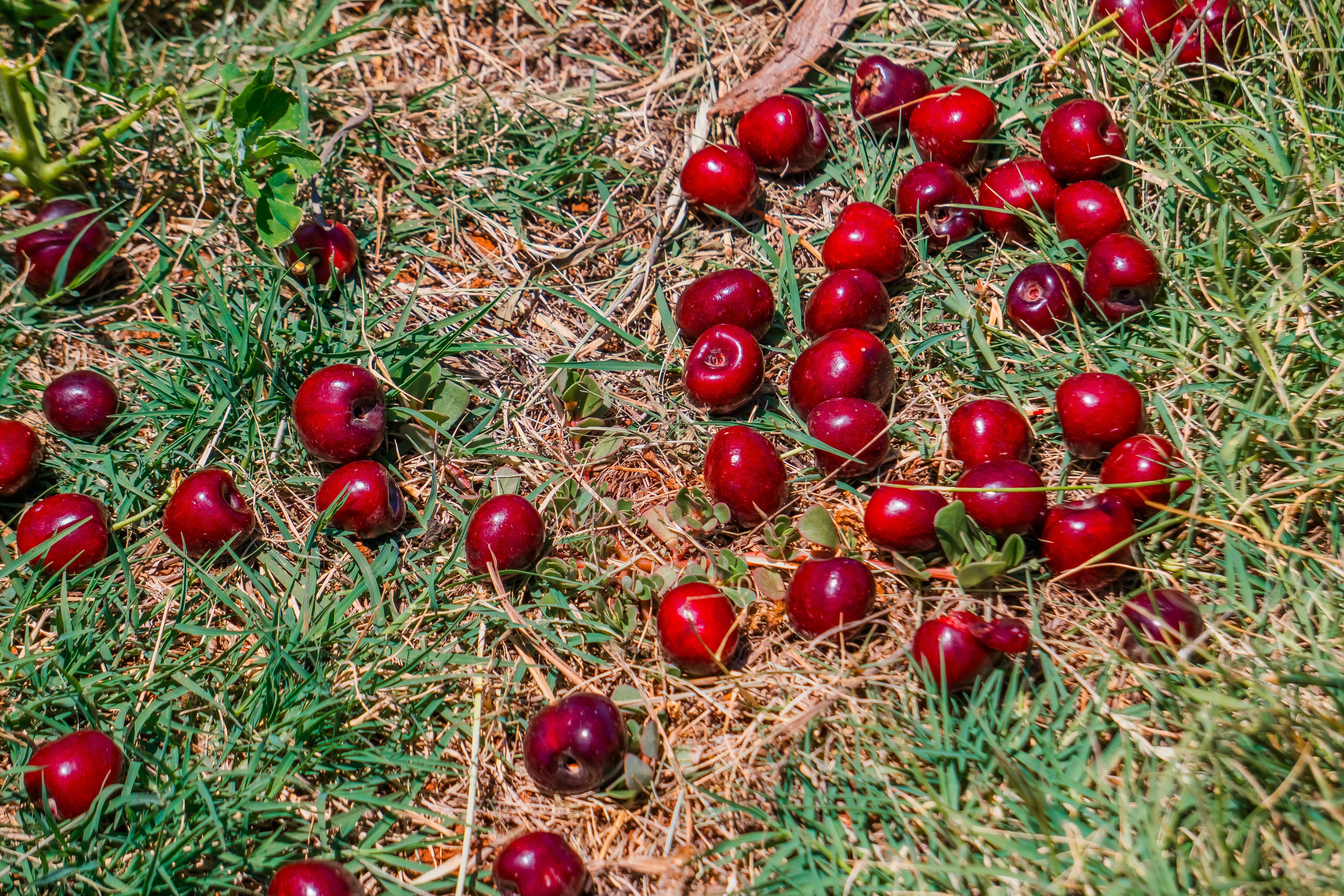 Photo by niko_nguyen_10