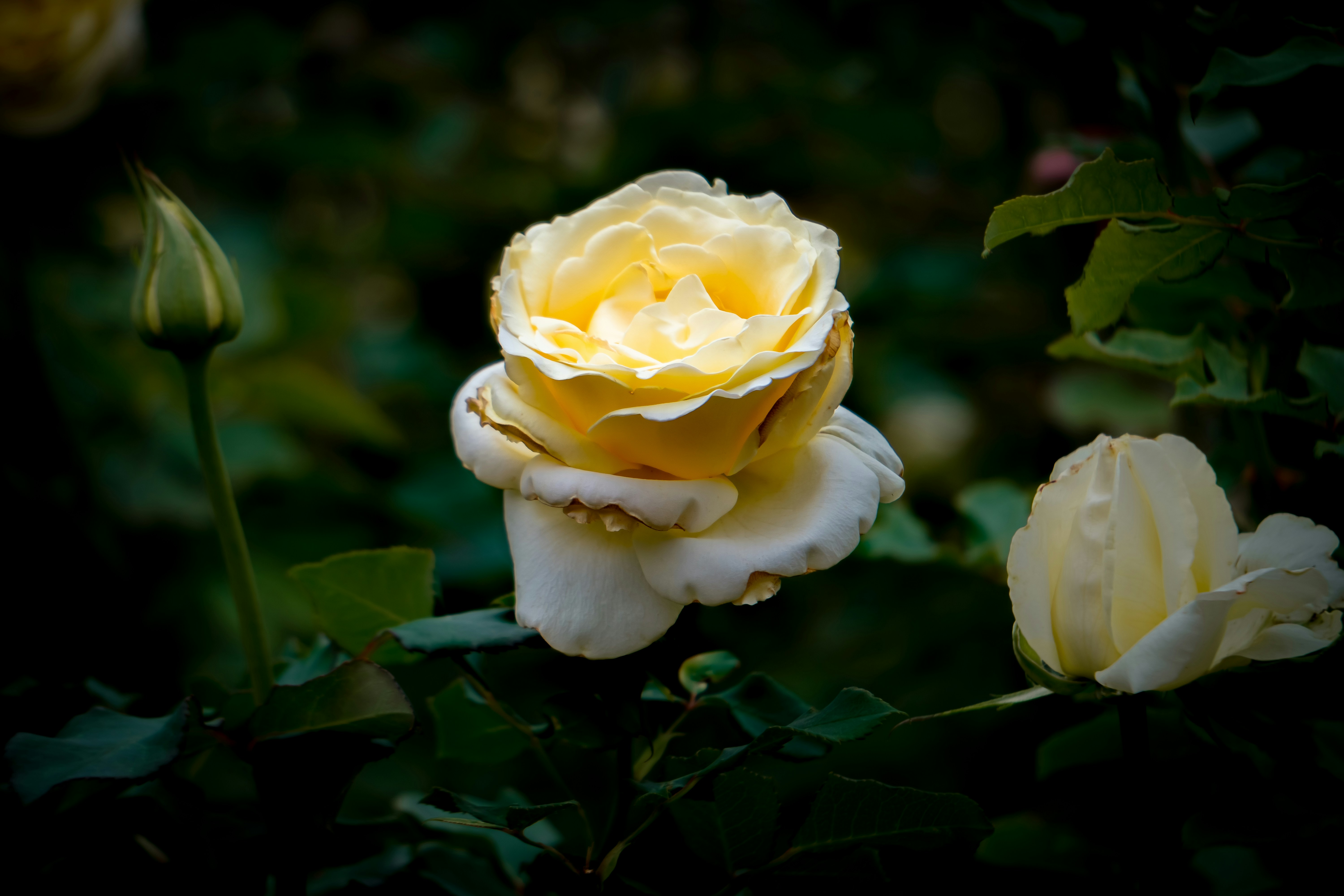 Photo by niko_nguyen_10