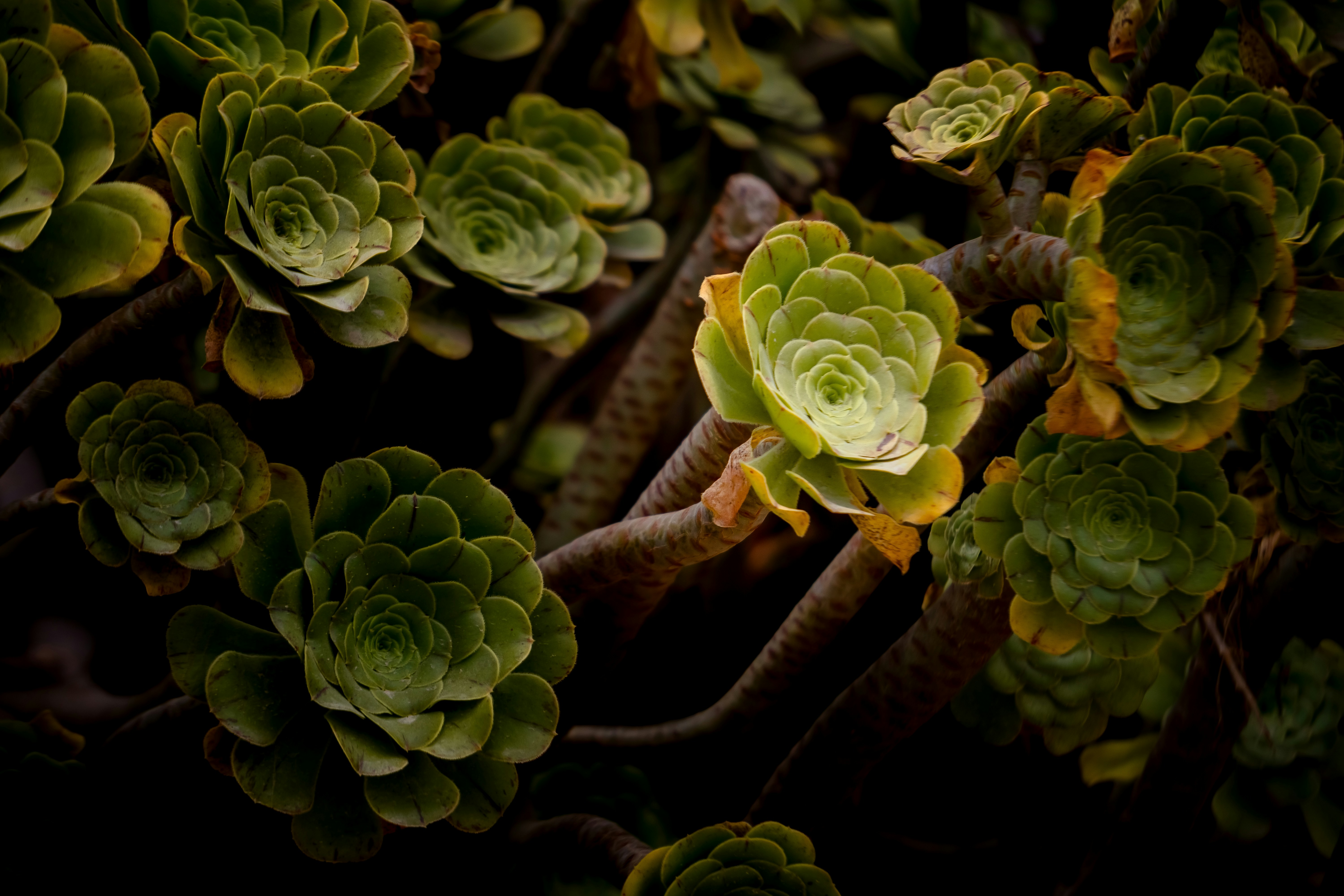 Photo by niko_nguyen_10