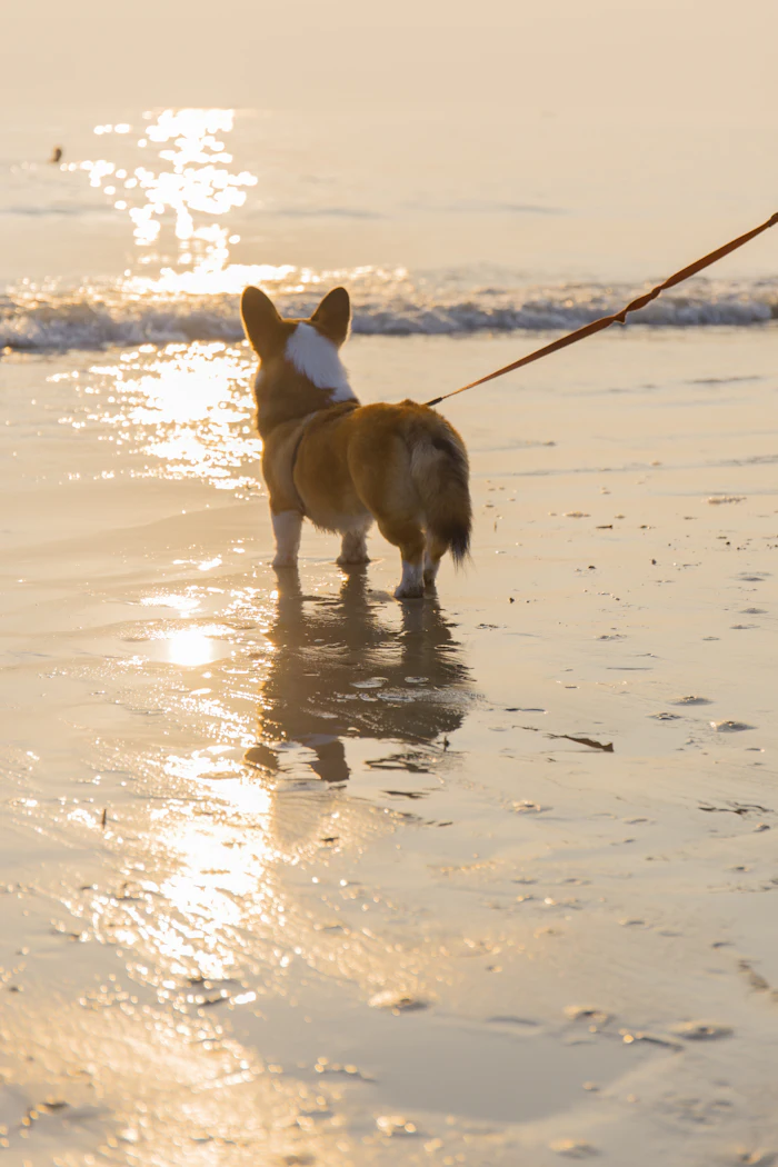 Corgi walking on the beach