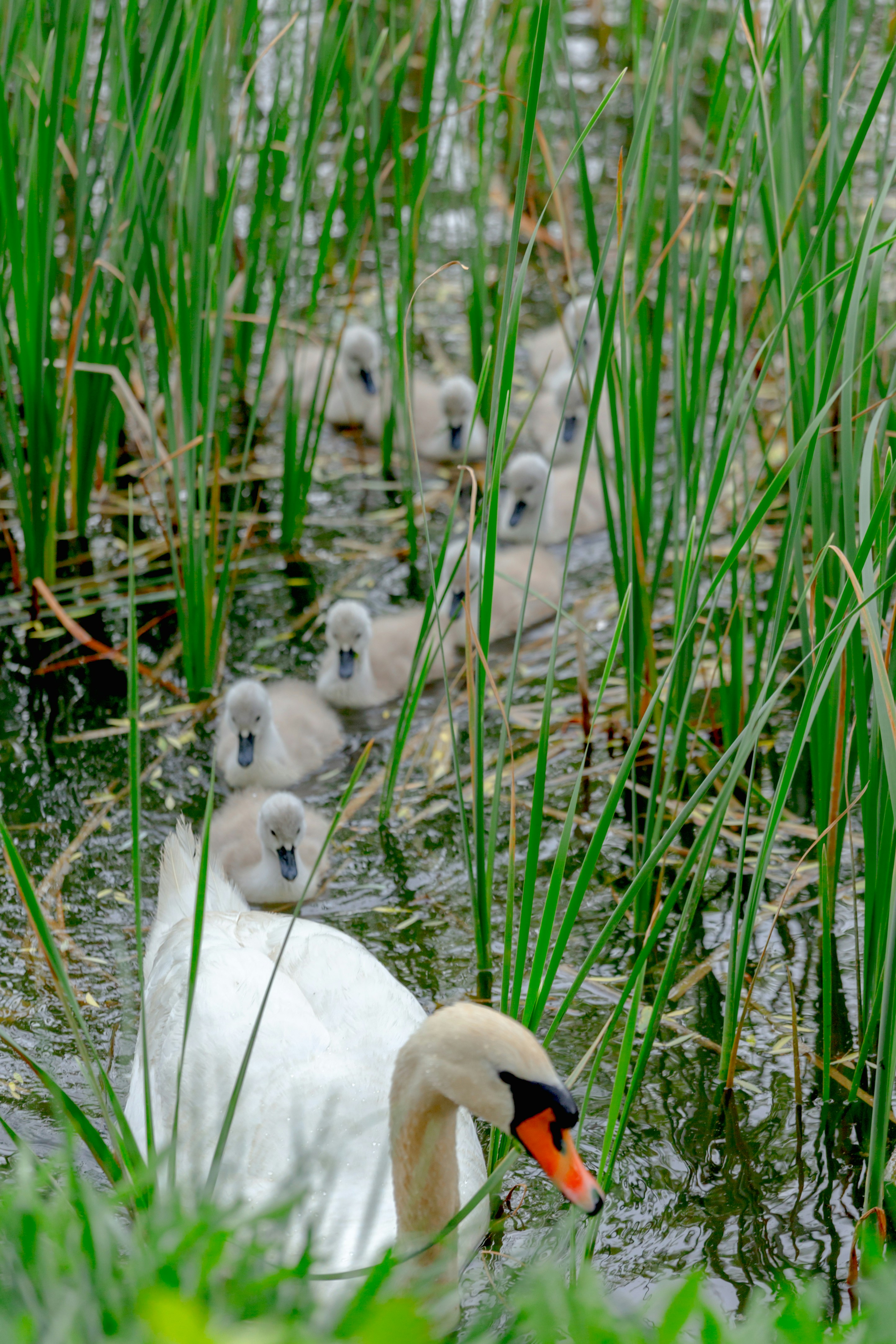 A group of swans swimming in a body of water