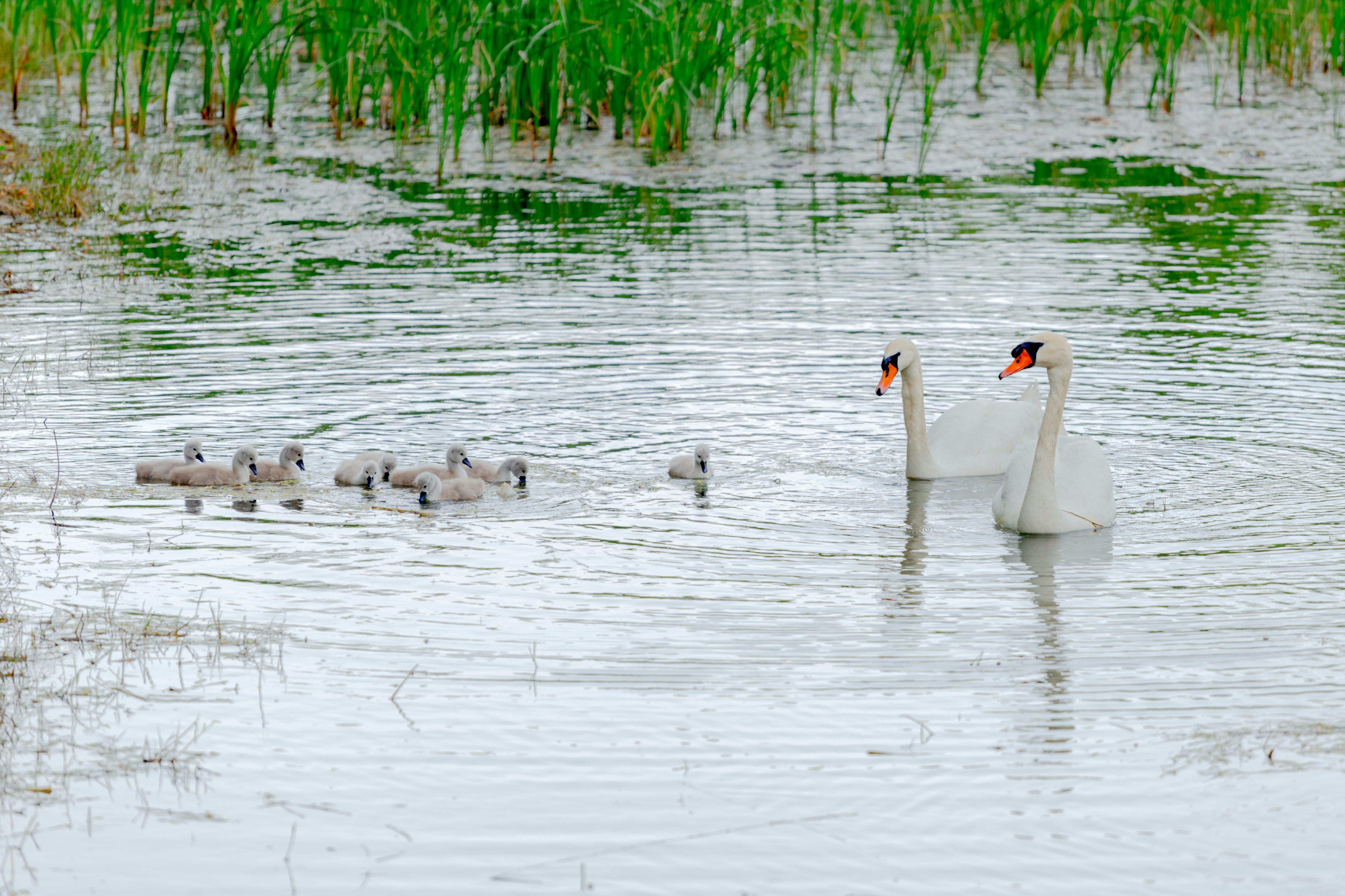 A couple of white swans swimming in a lake