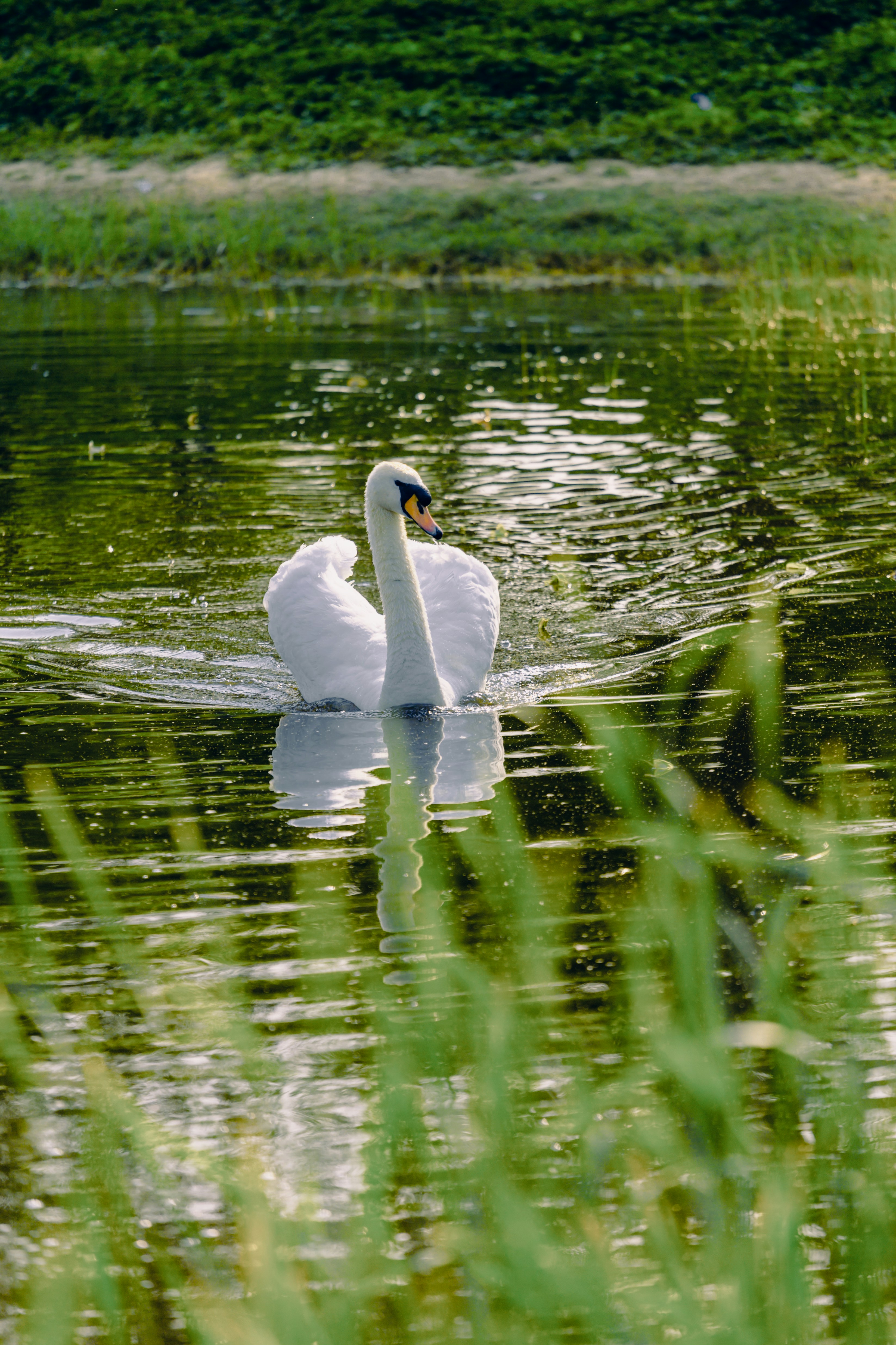 A swan is swimming in the water near tall grass