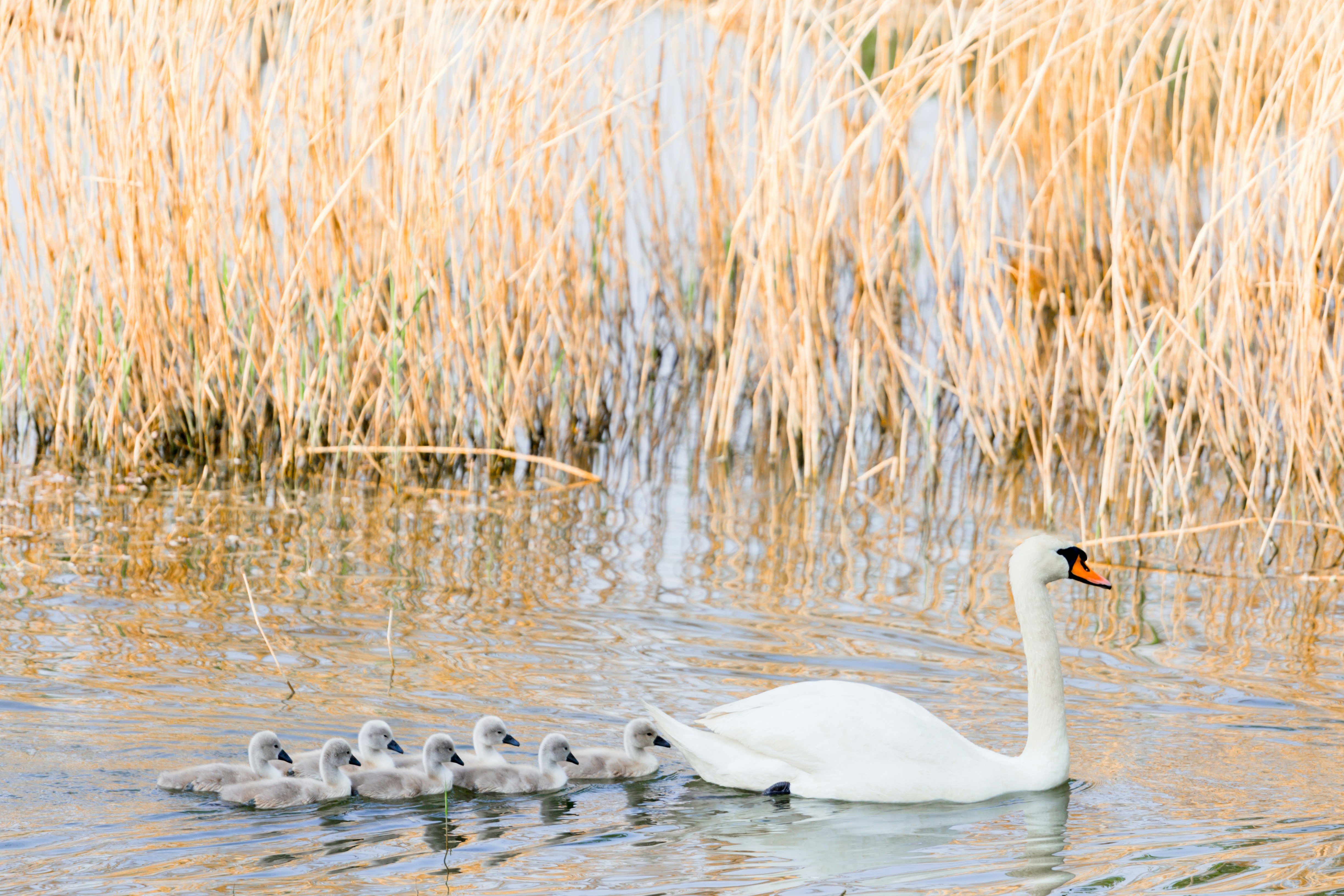A mother swan with her babies swimming in the water