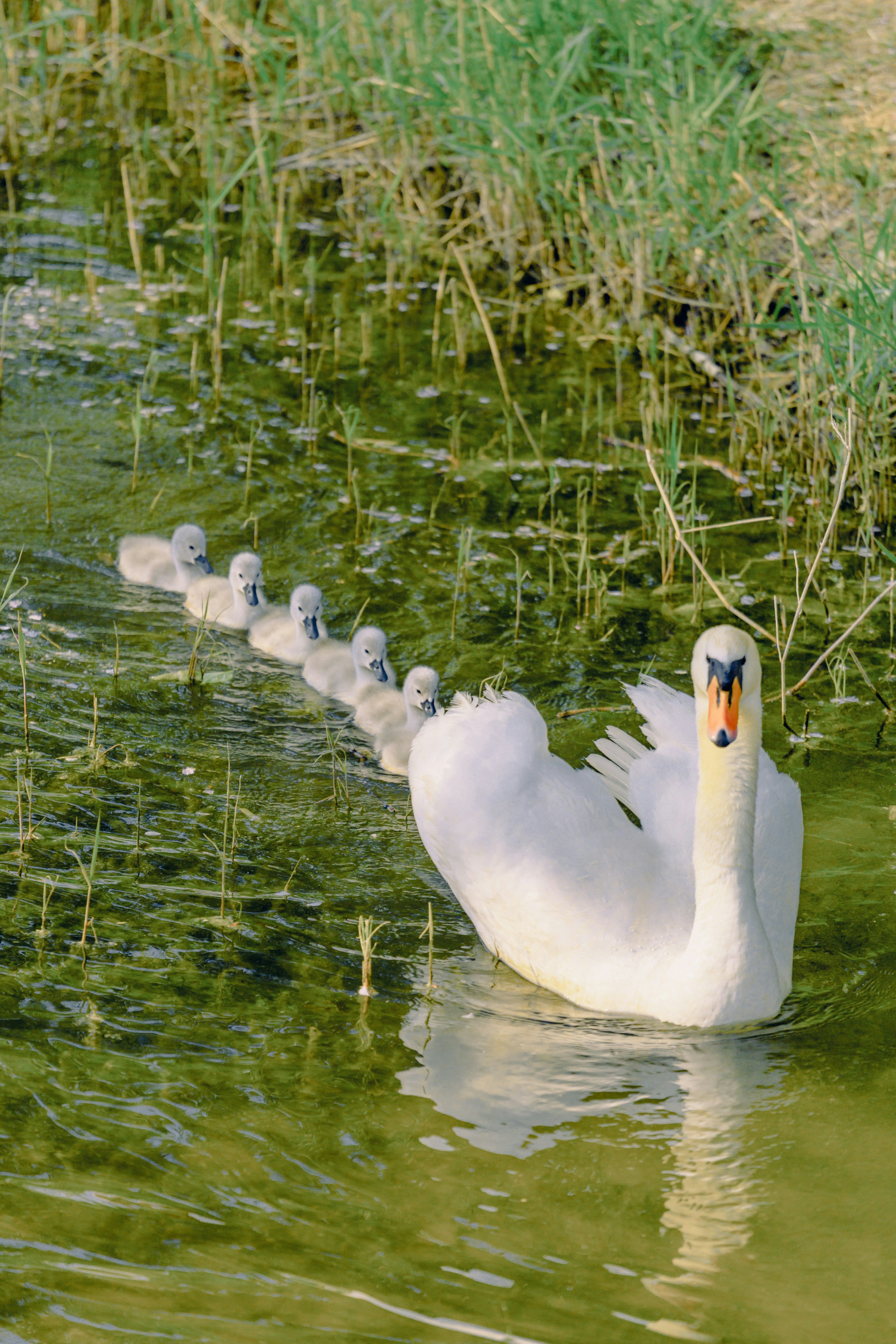 A family of swans swimming in a pond