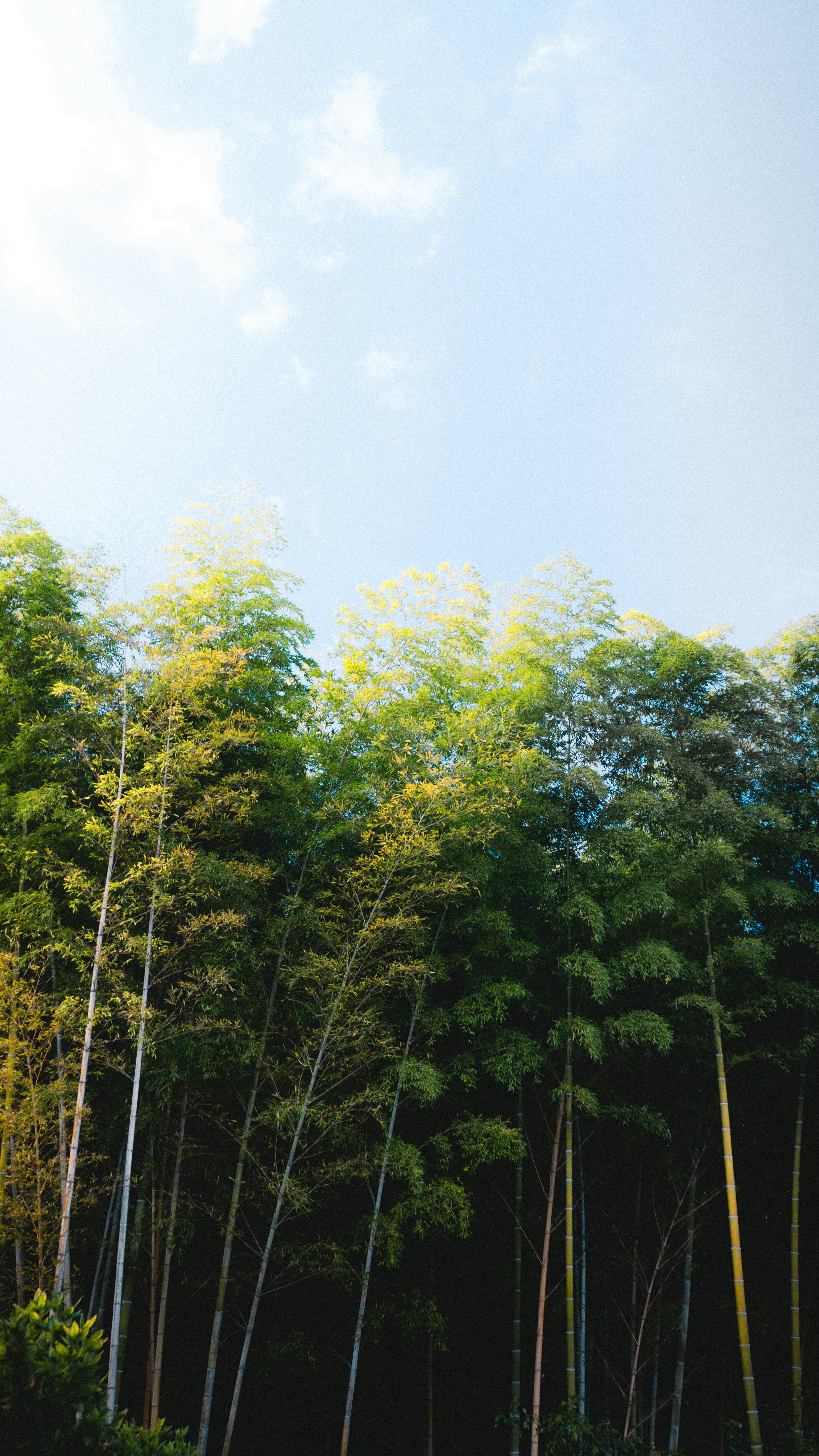 A row of tall bamboo trees in a forest