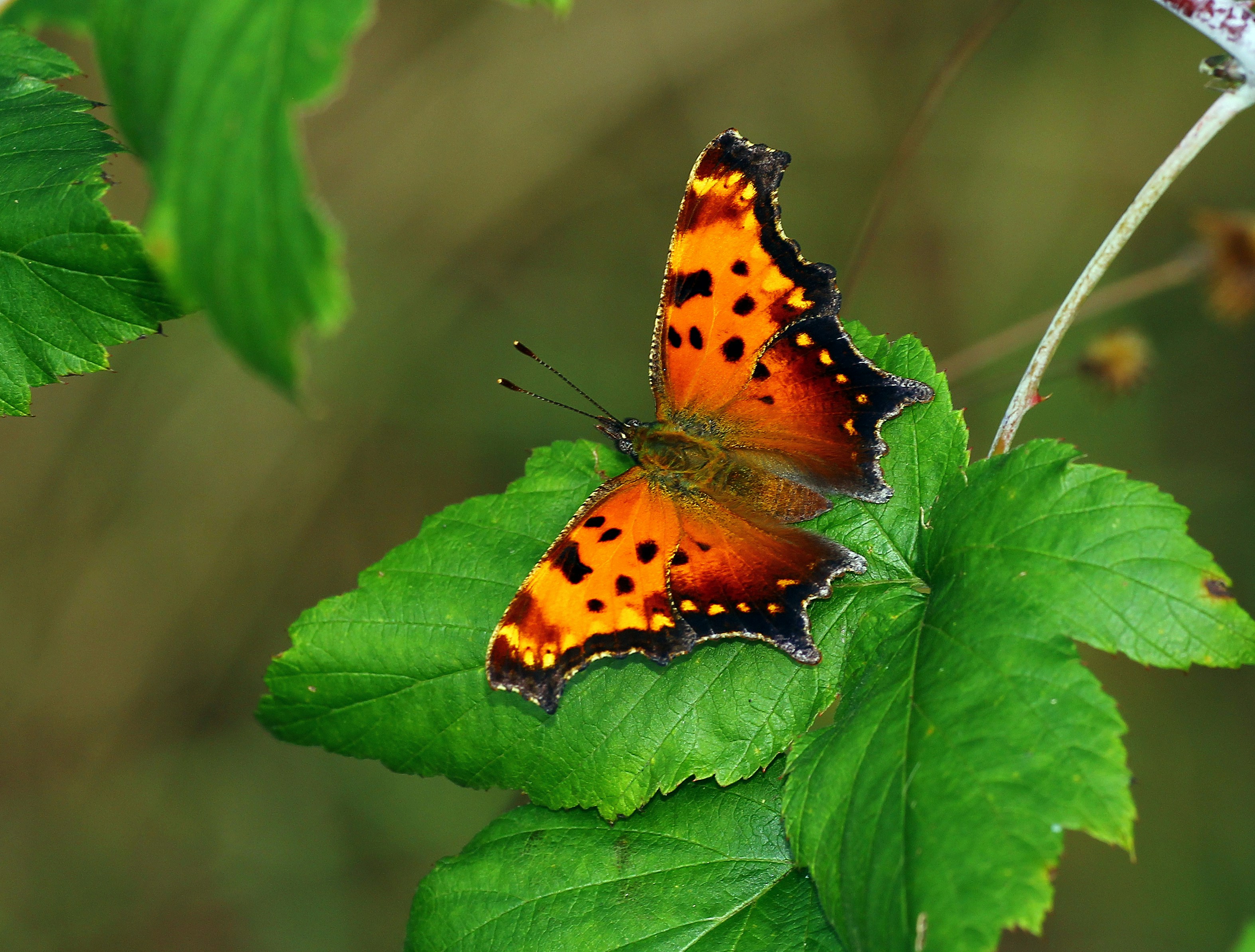 Photo by telliottmbamsc