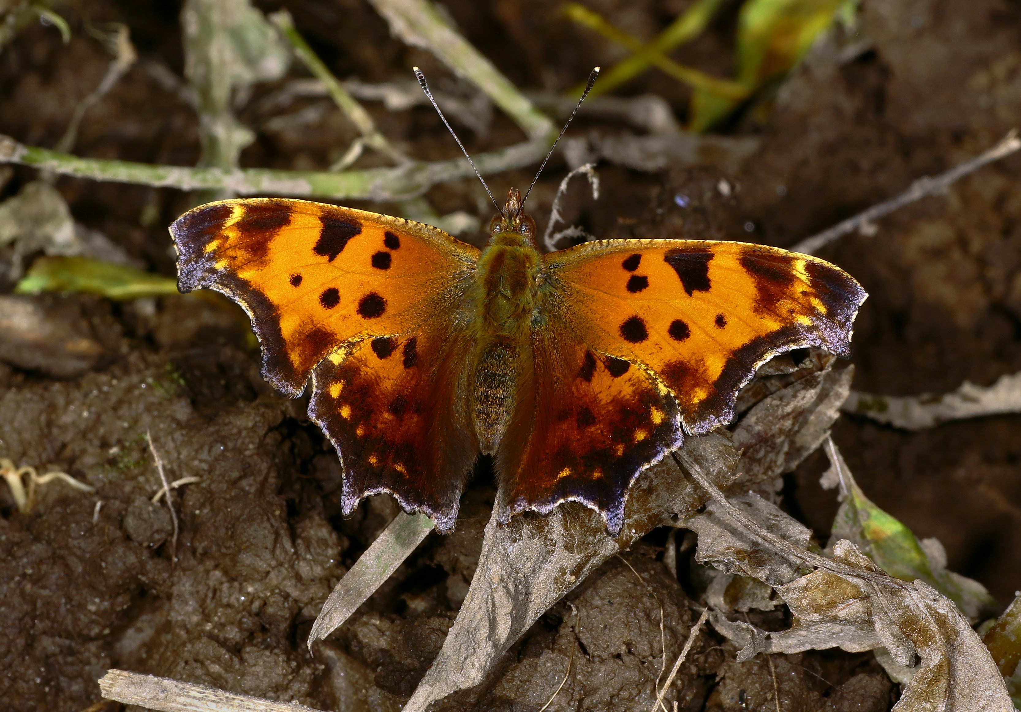 Photo by telliottmbamsc