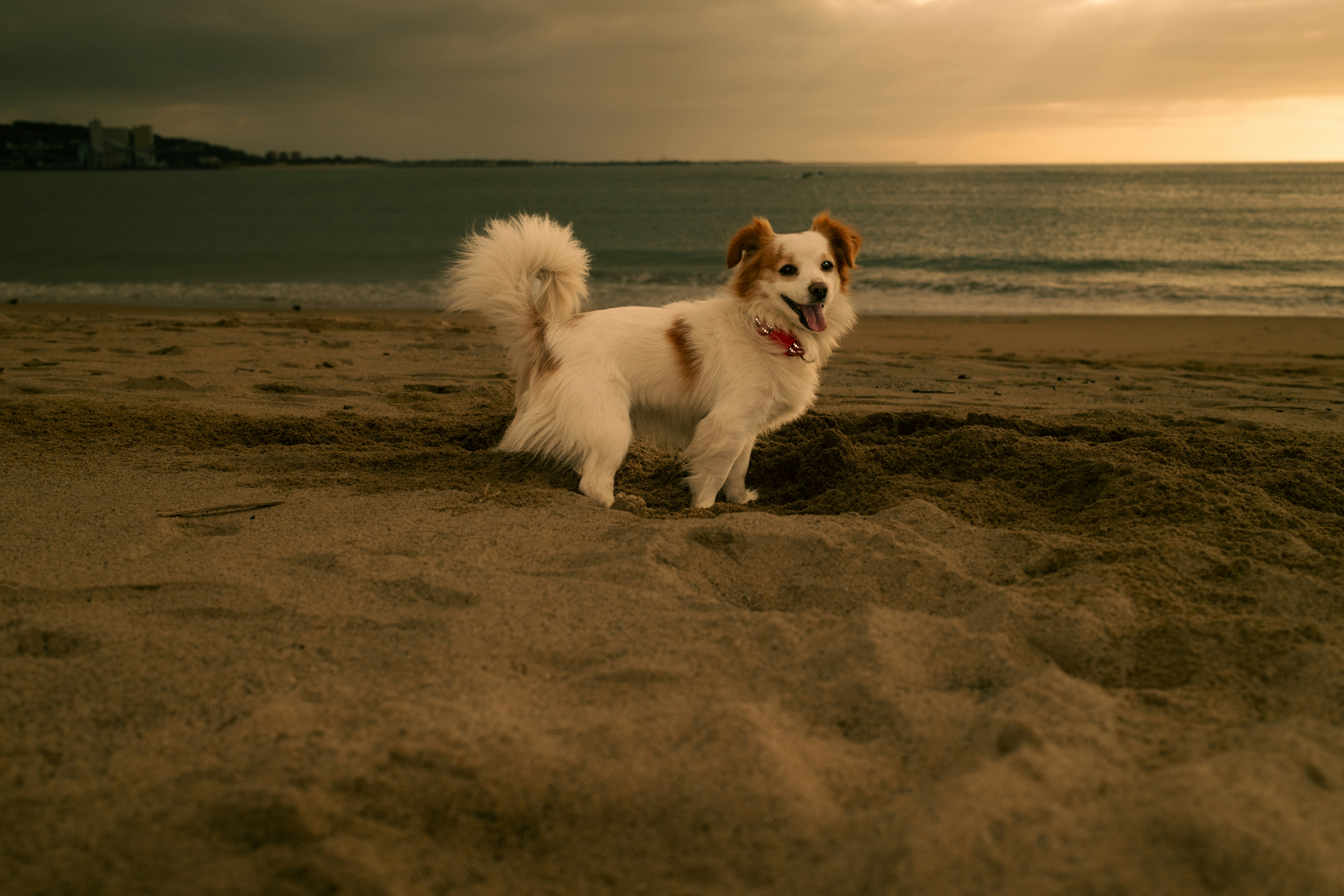 A small white dog standing on top of a sandy beach