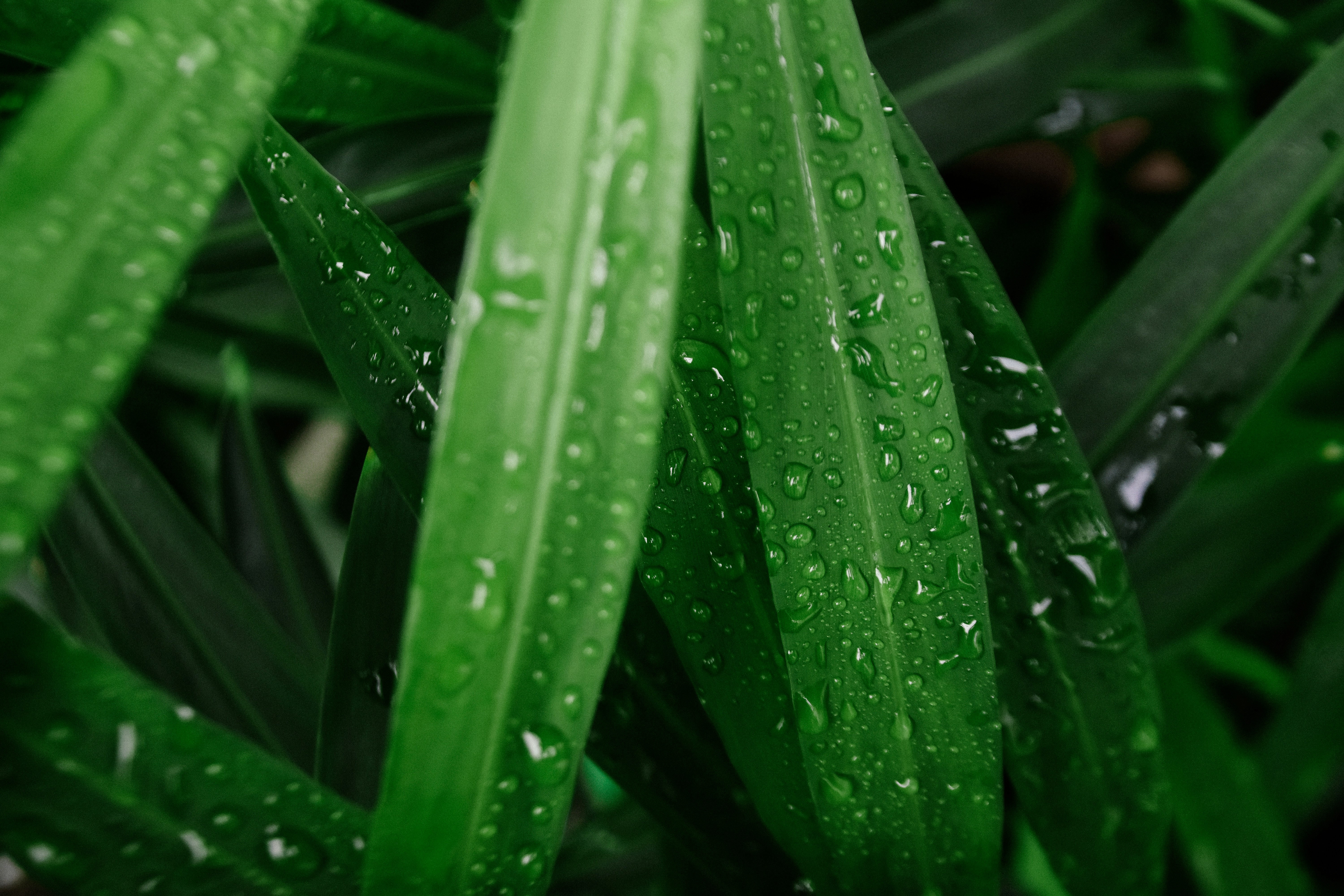 Photo by allensamthomas