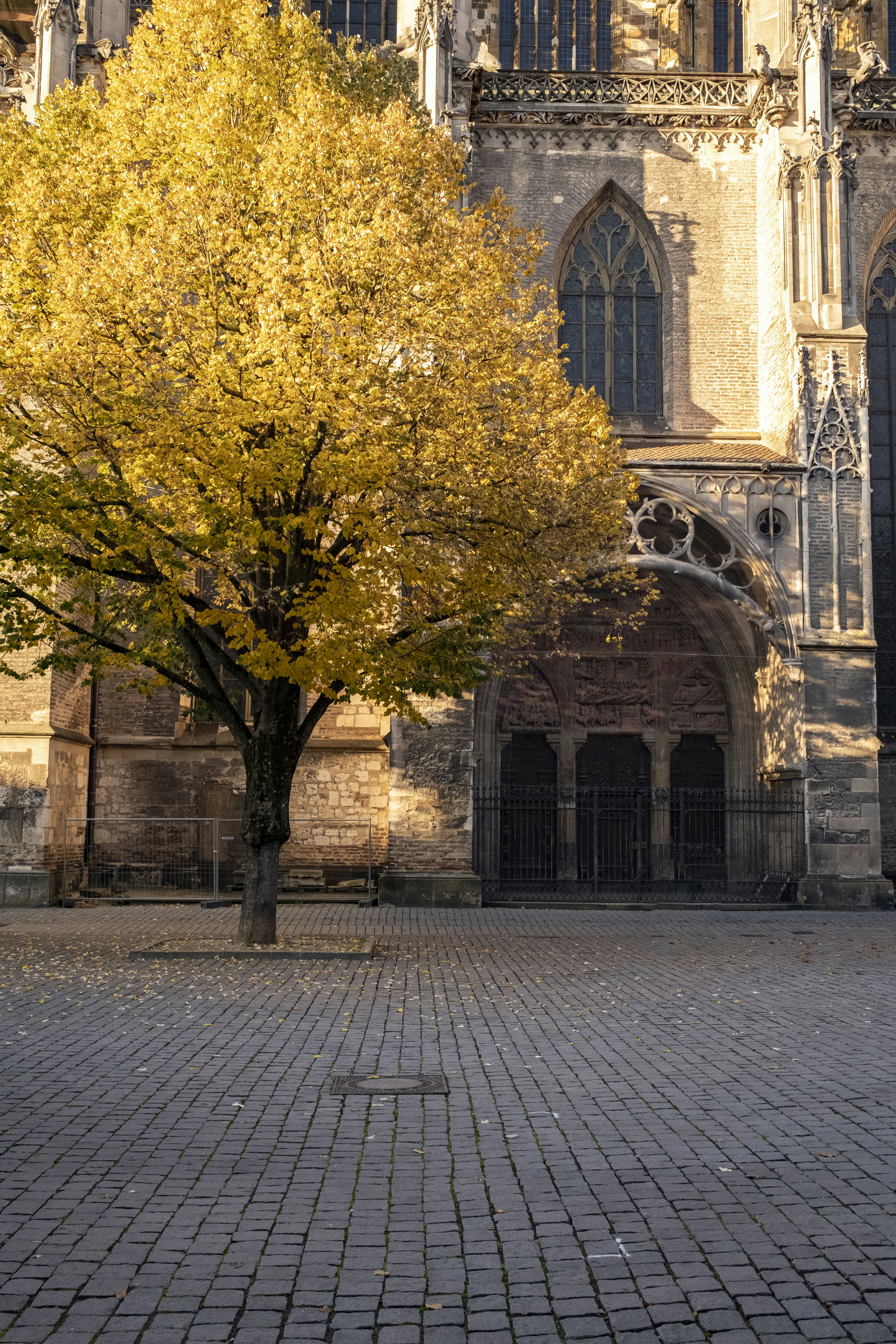 A tree with yellow leaves in front of a large building