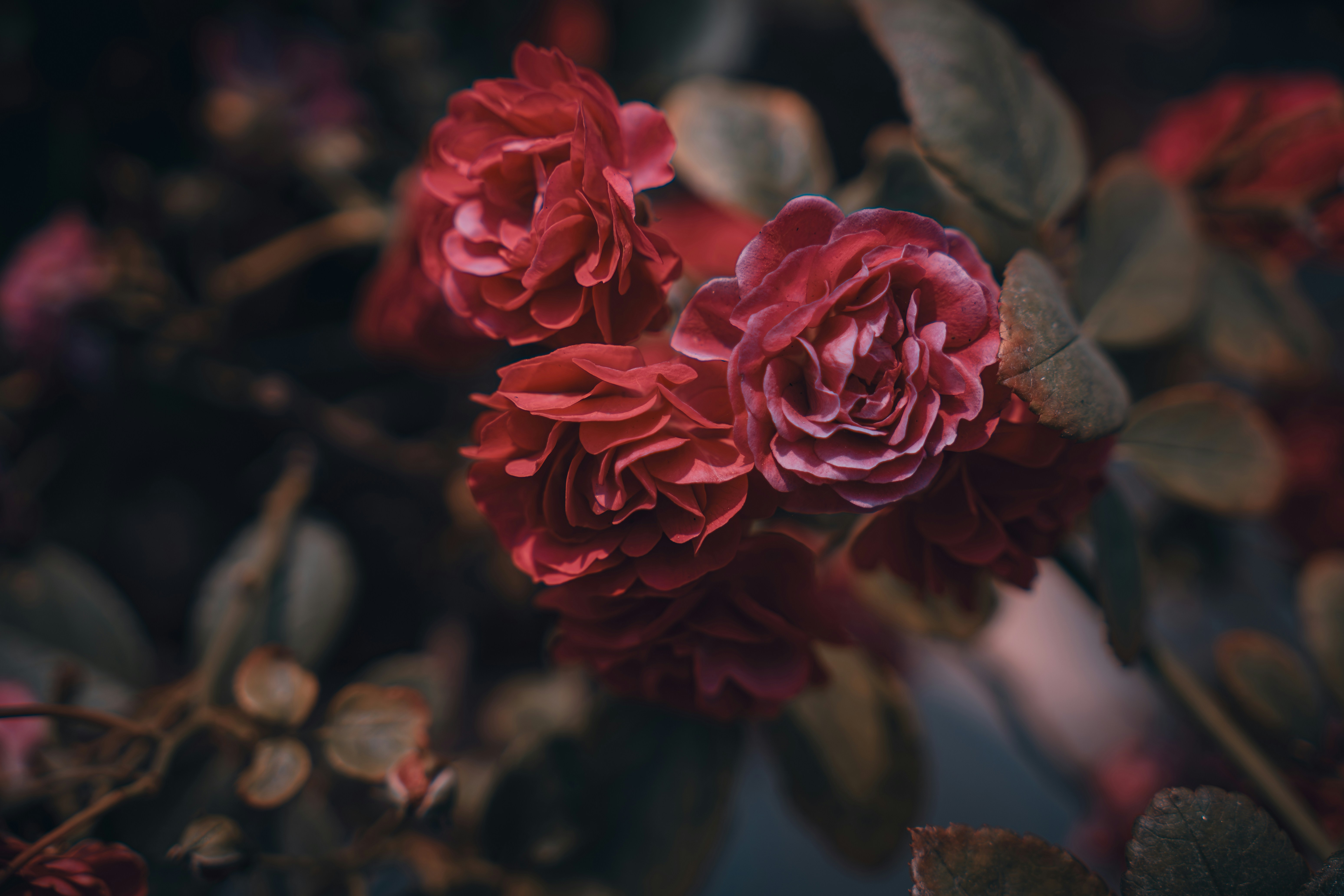 Photo by berserkdhanraj