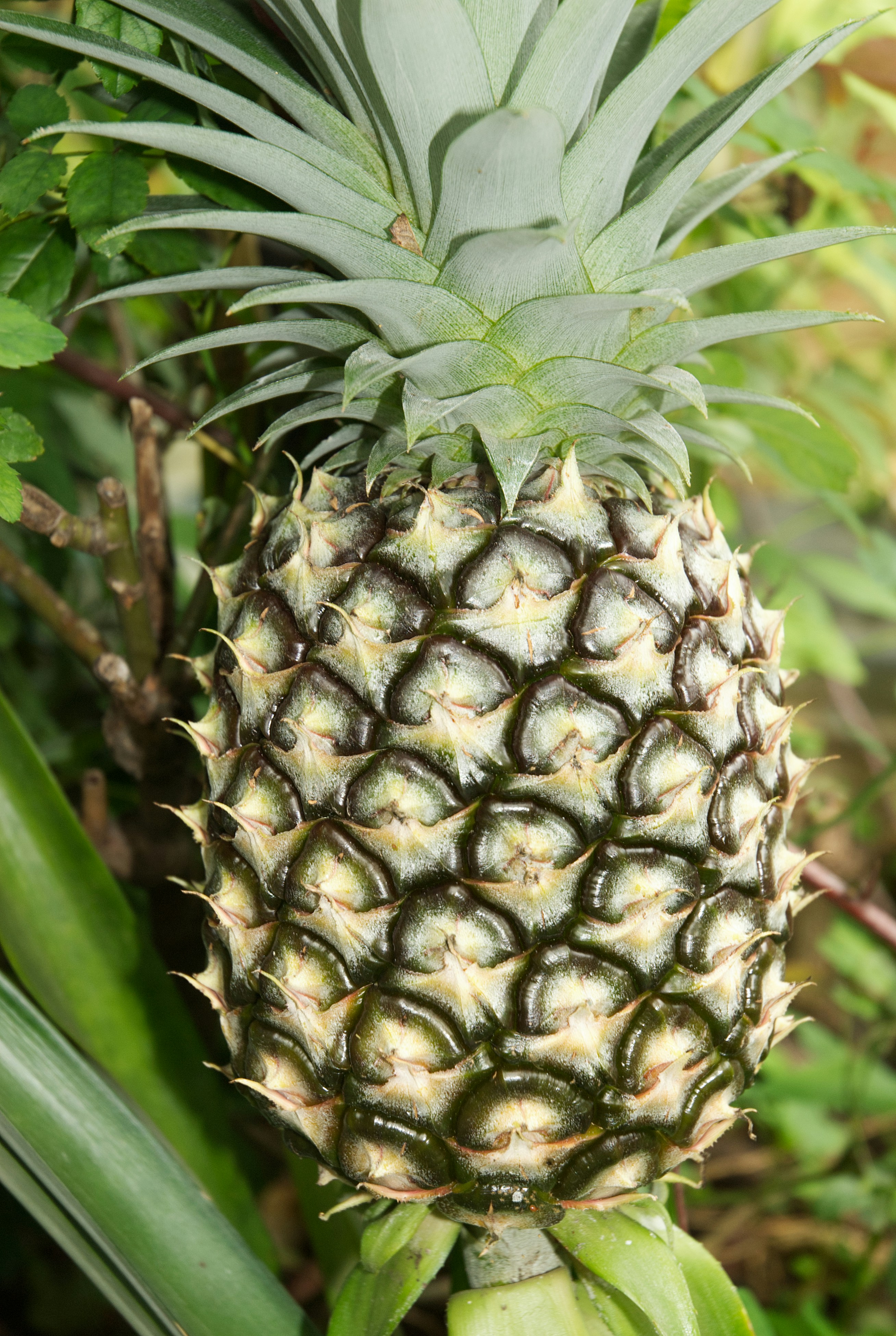 A close up of a pineapple on a tree
