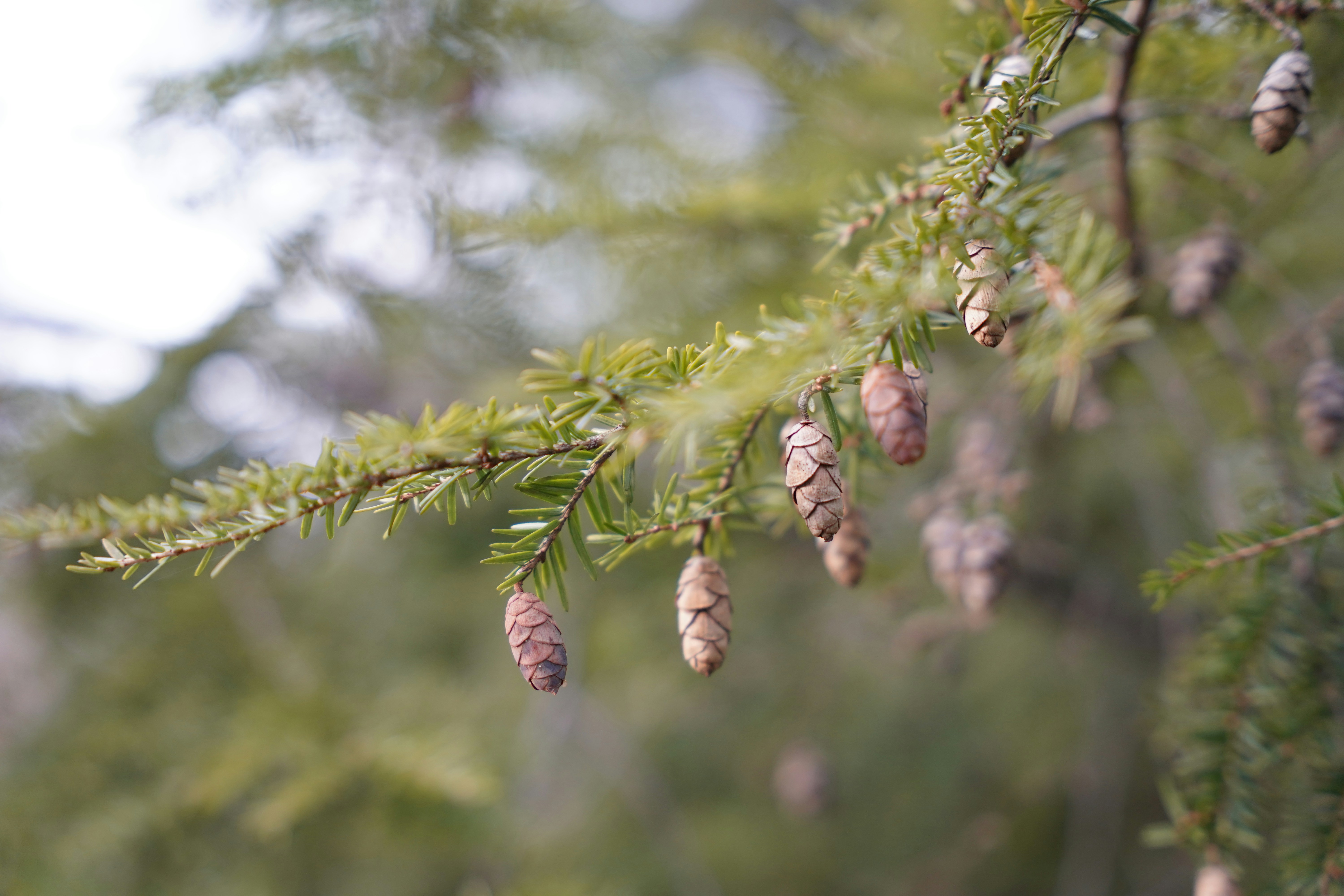A branch of a pine tree with cones on it