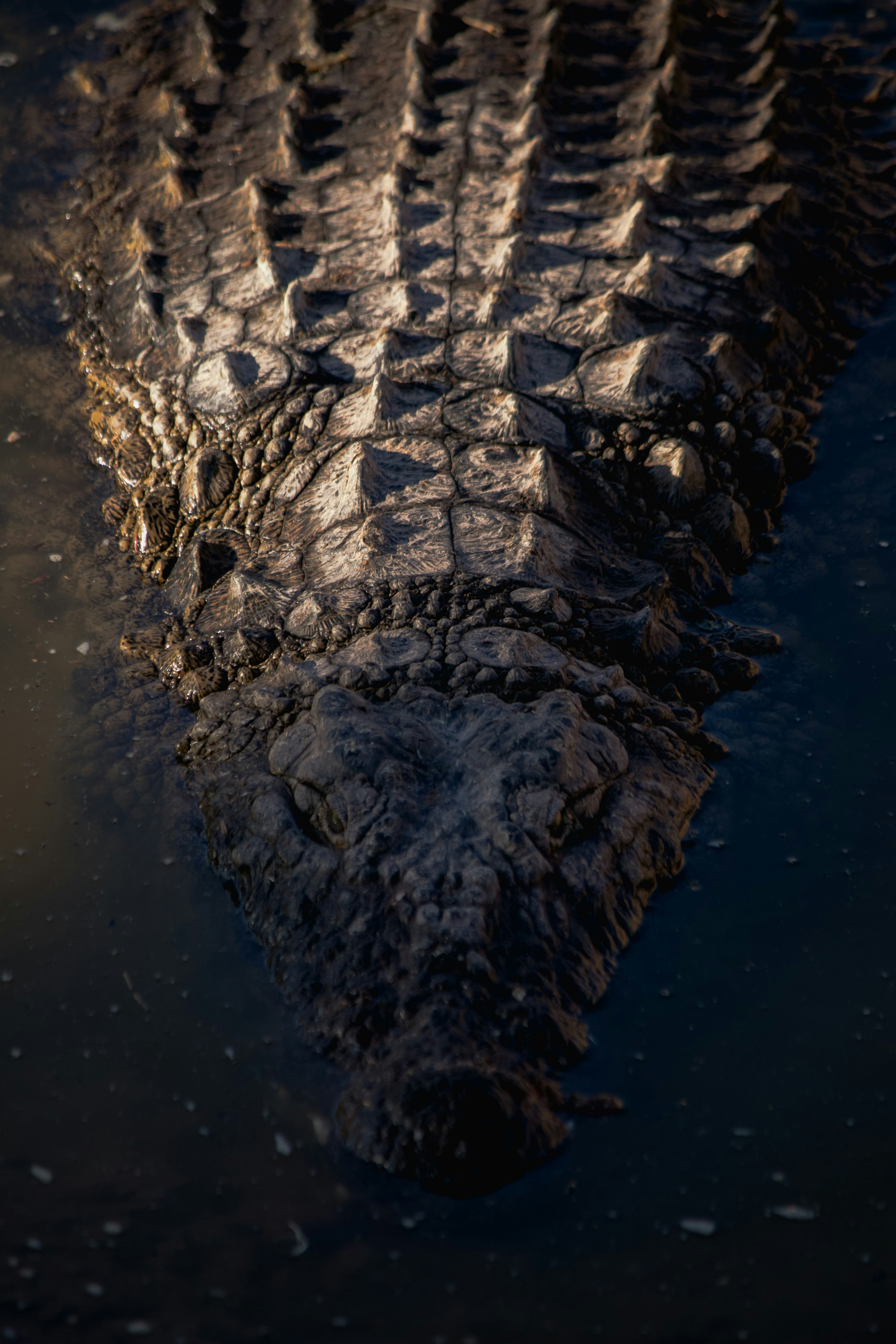 Nile Crocodiles
