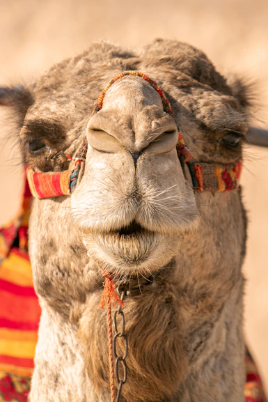 A close up of a camel wearing a blanket