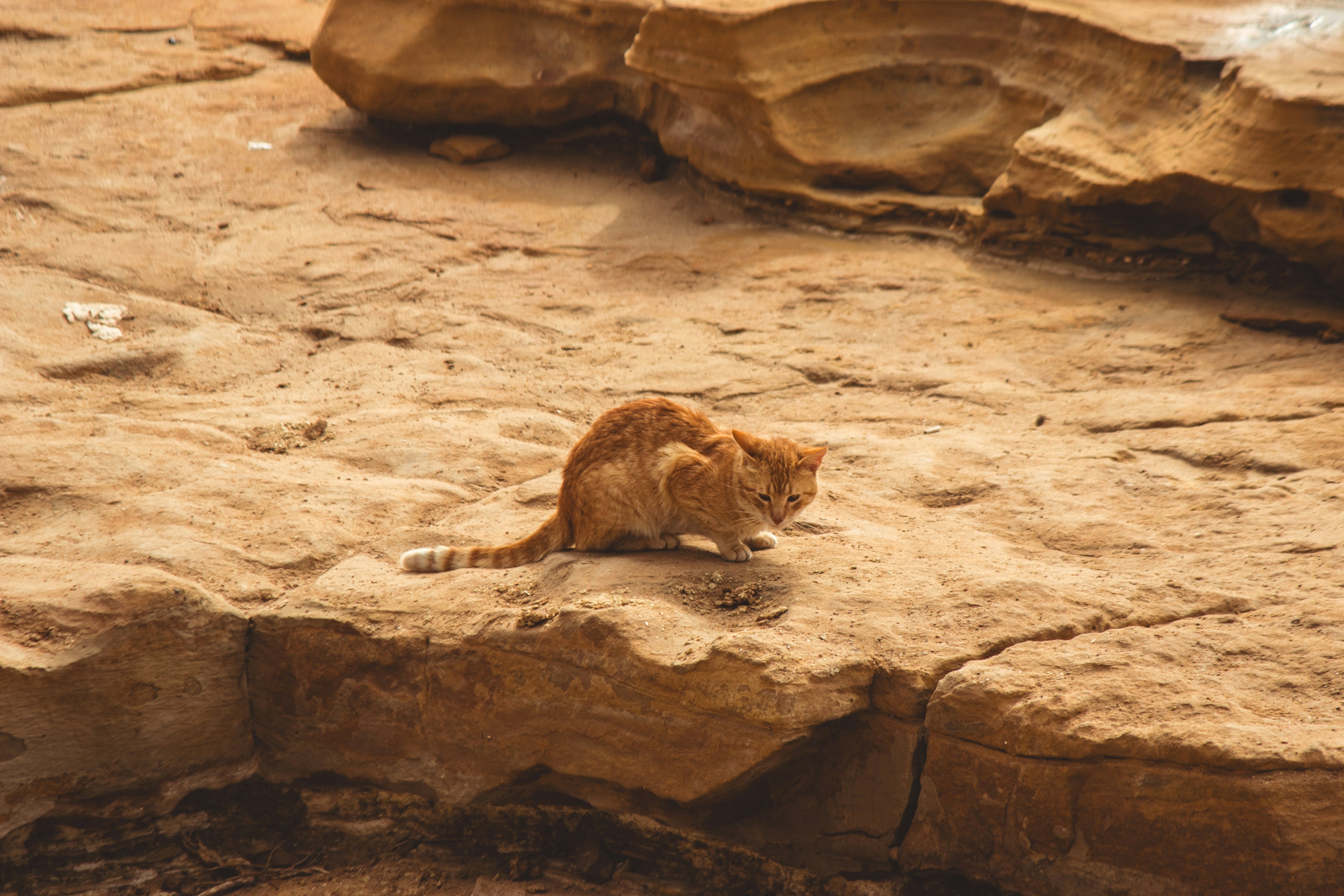 Some Ancient Cats Were Tiny Hunters (image credits: unsplash)