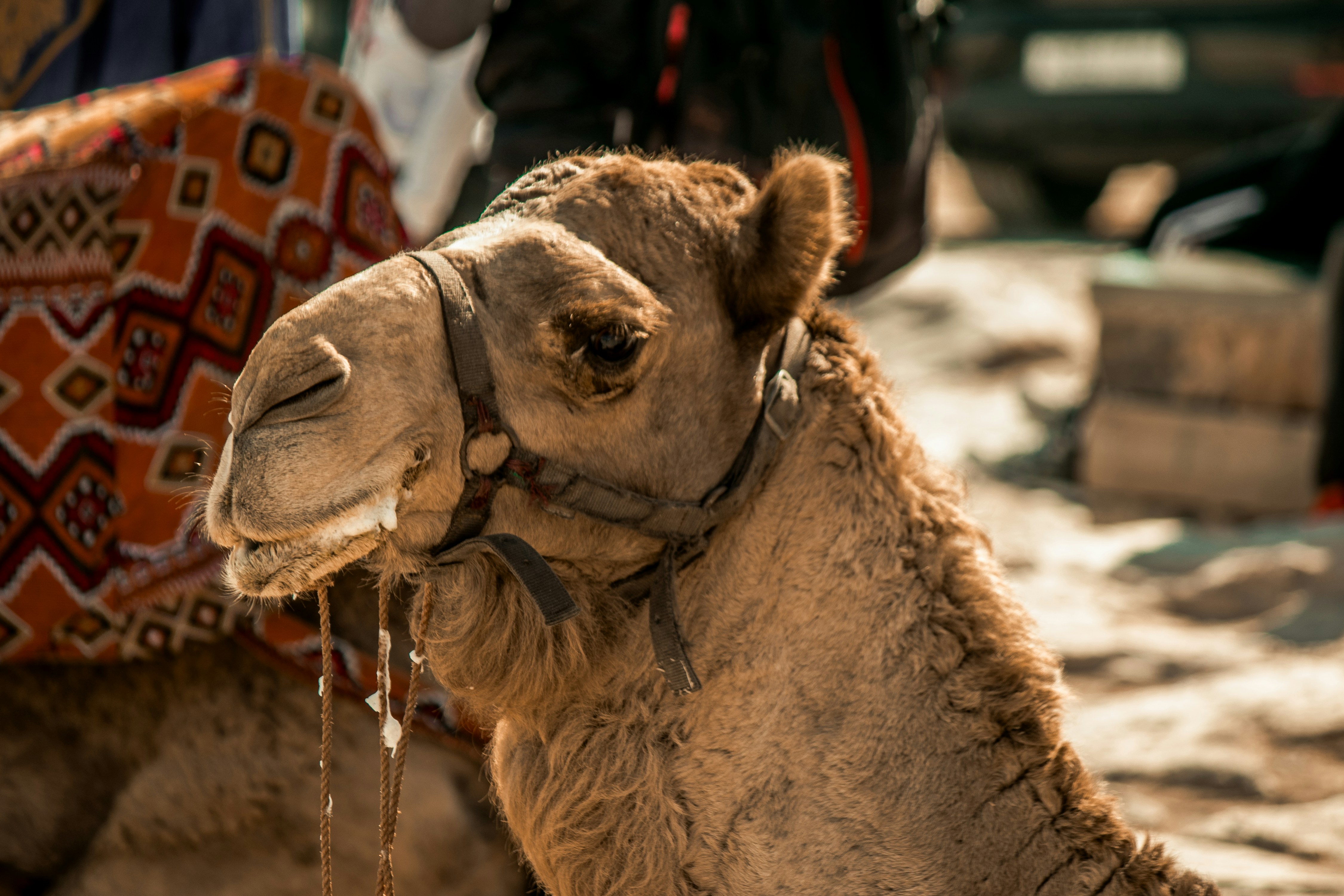 Photo by wlkr_photography