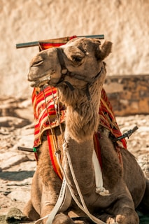 A camel with a saddle on its back
